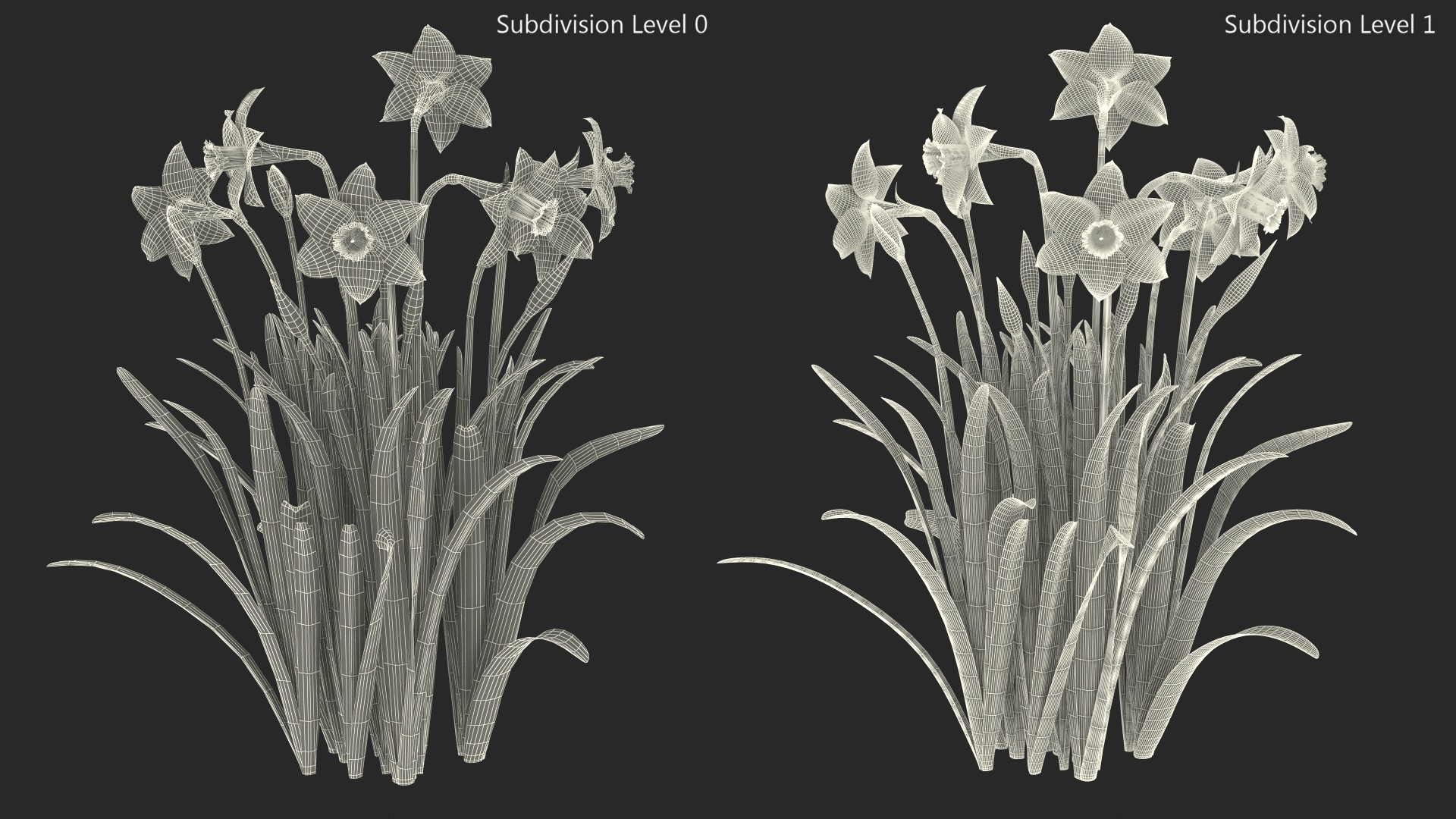 Daffodils Growing 3D