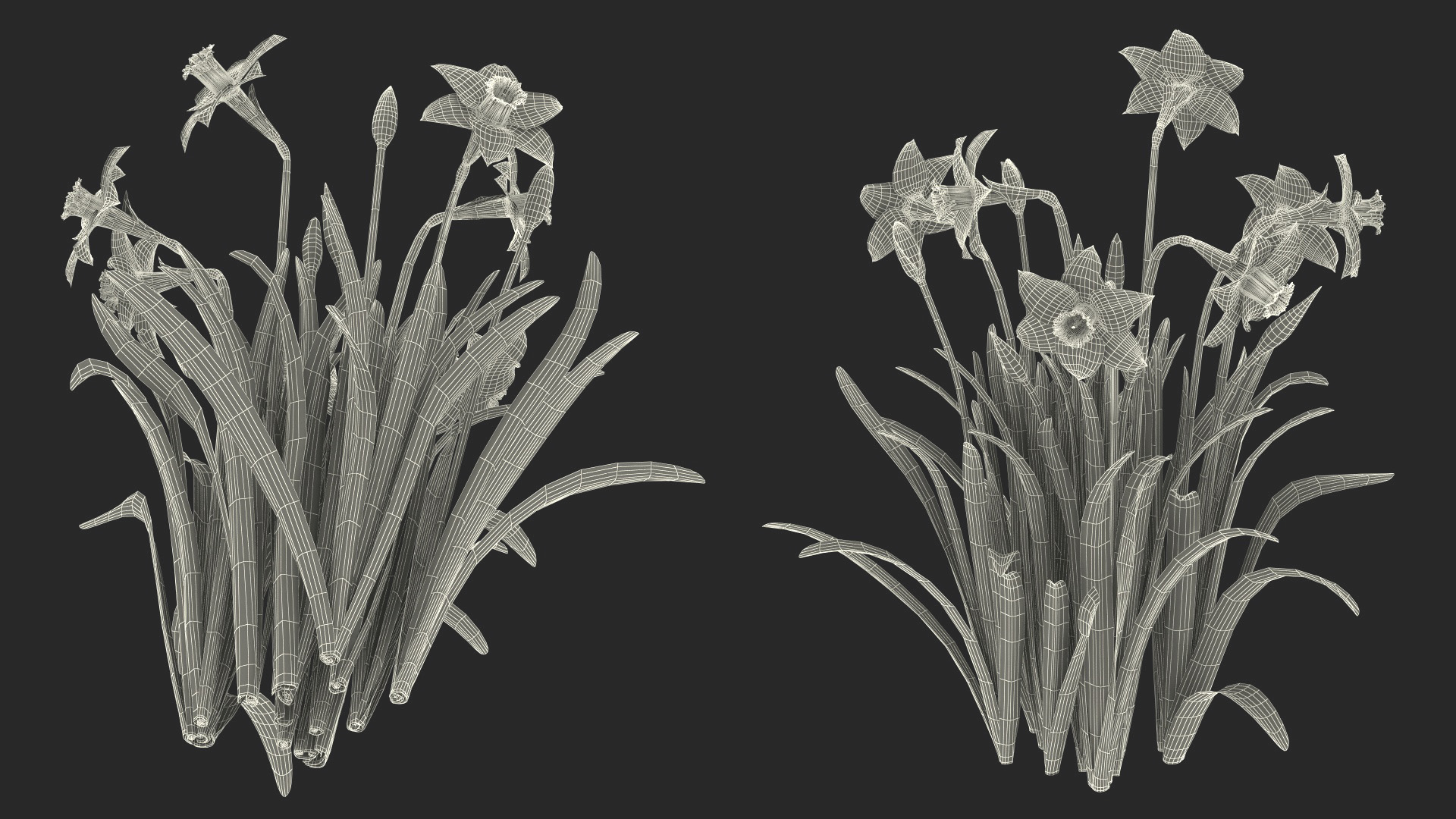 Daffodils Growing 3D