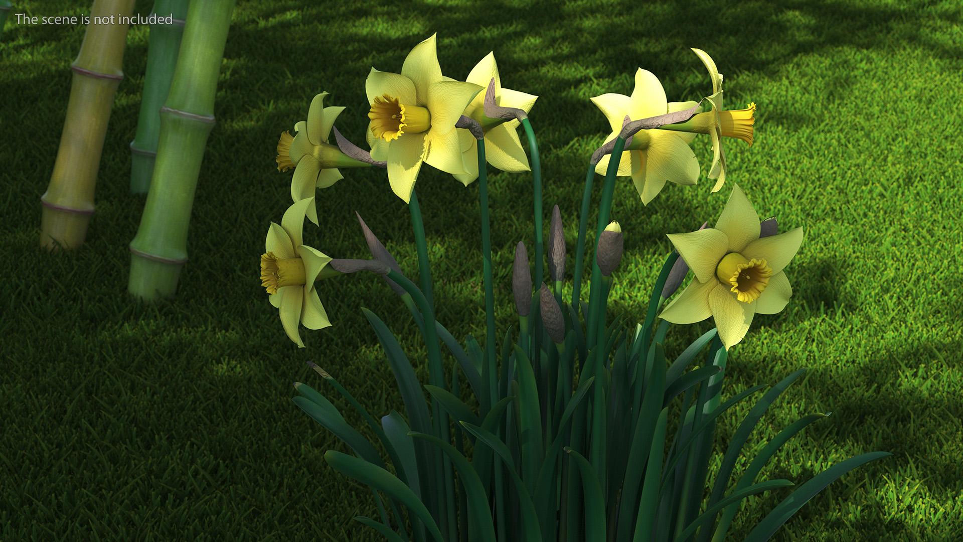 Daffodils Growing 3D