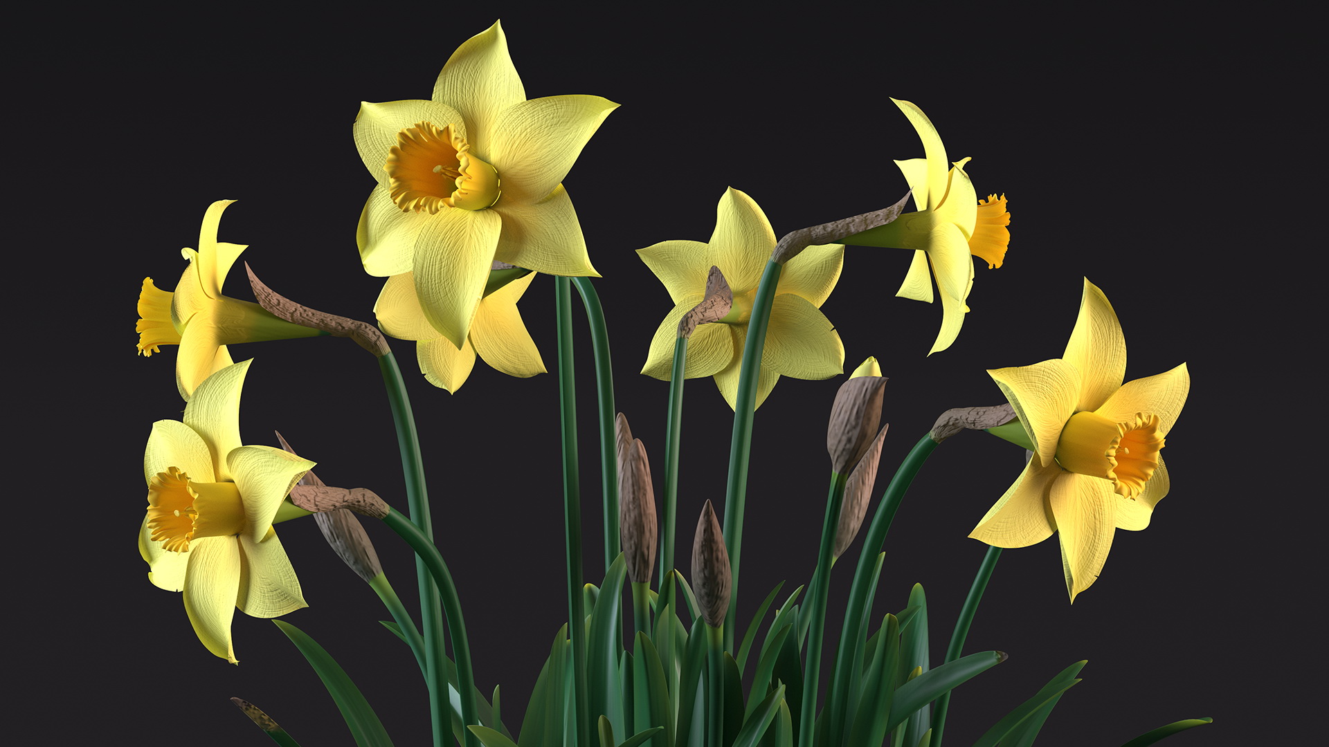 Daffodils Growing 3D