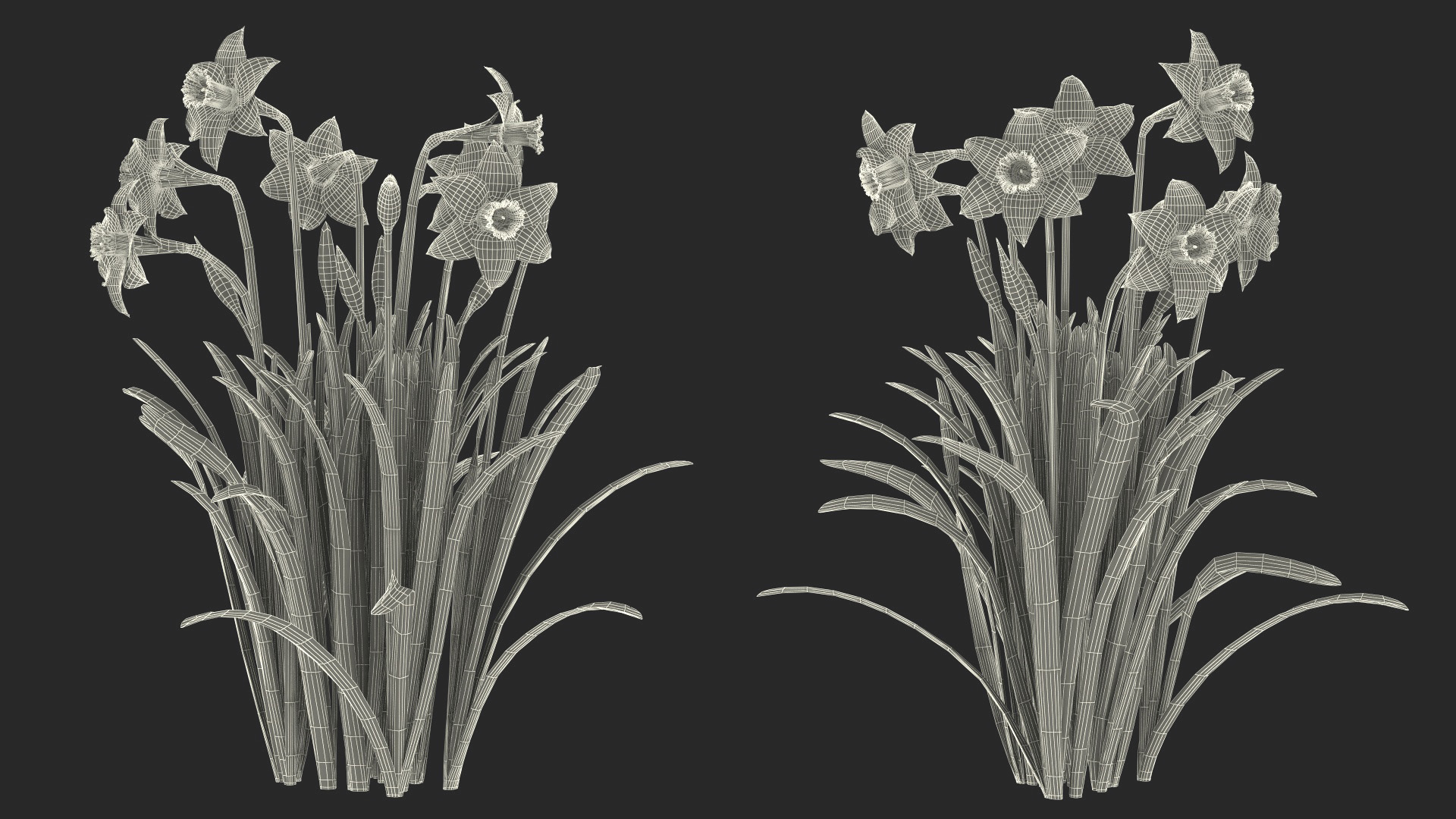 Daffodils Growing 3D