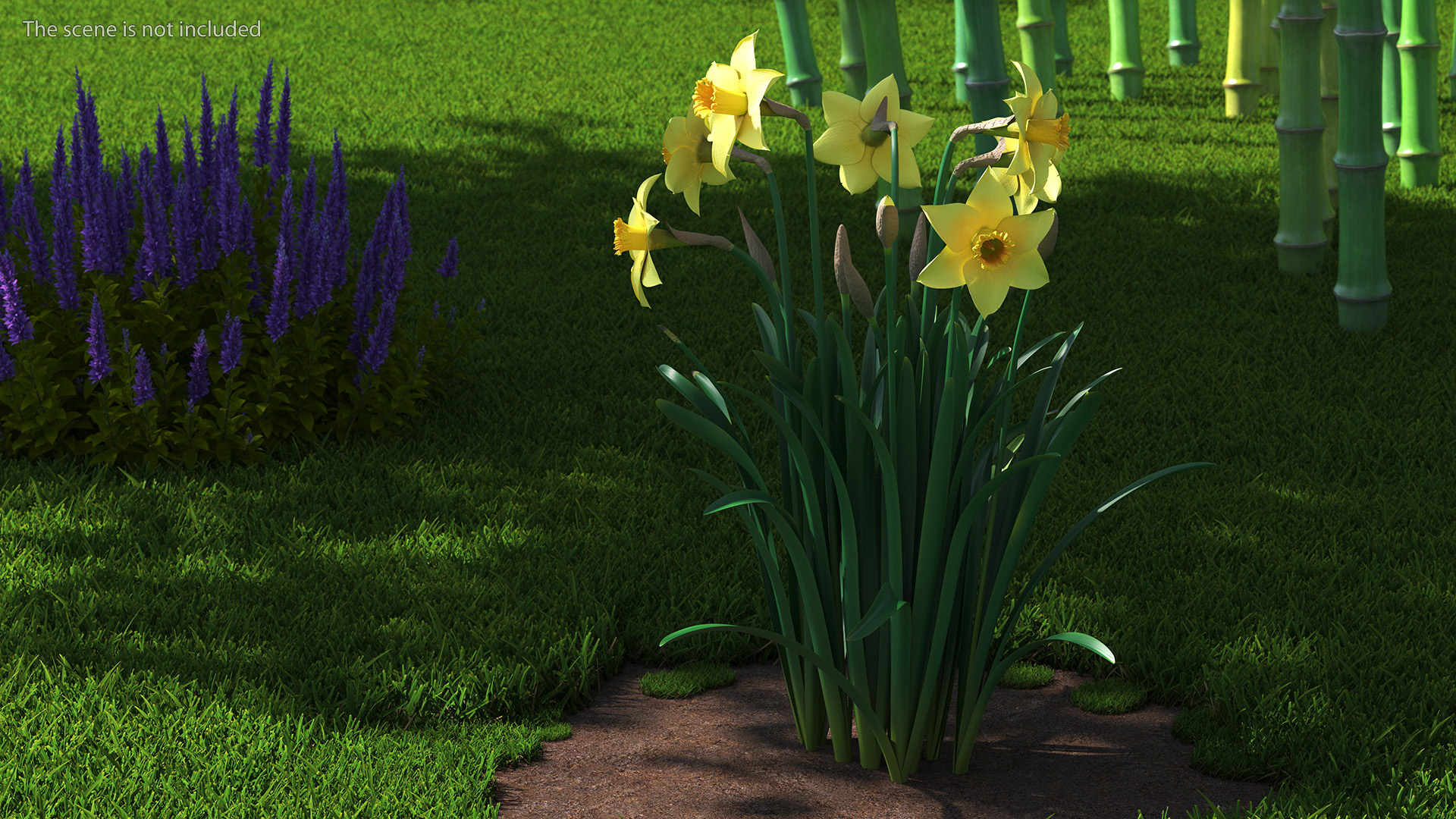 Daffodils Growing 3D