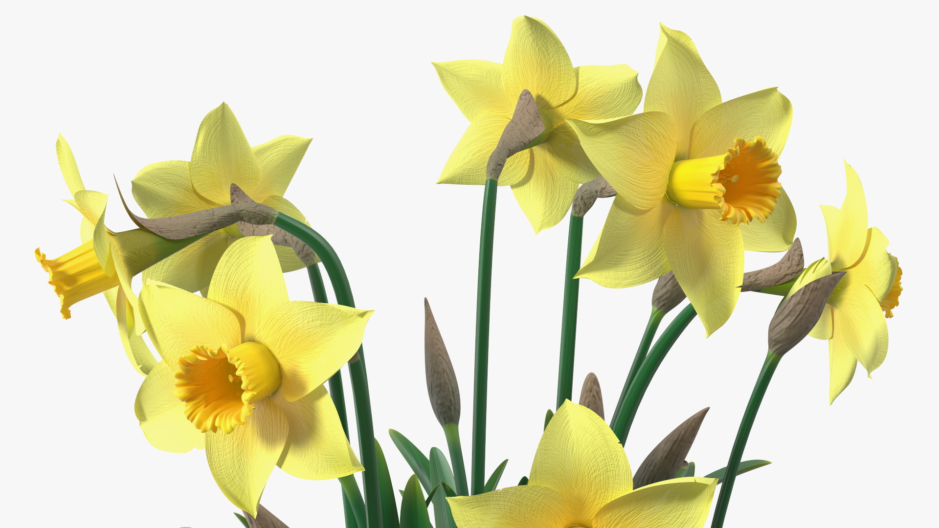 Daffodils Growing 3D