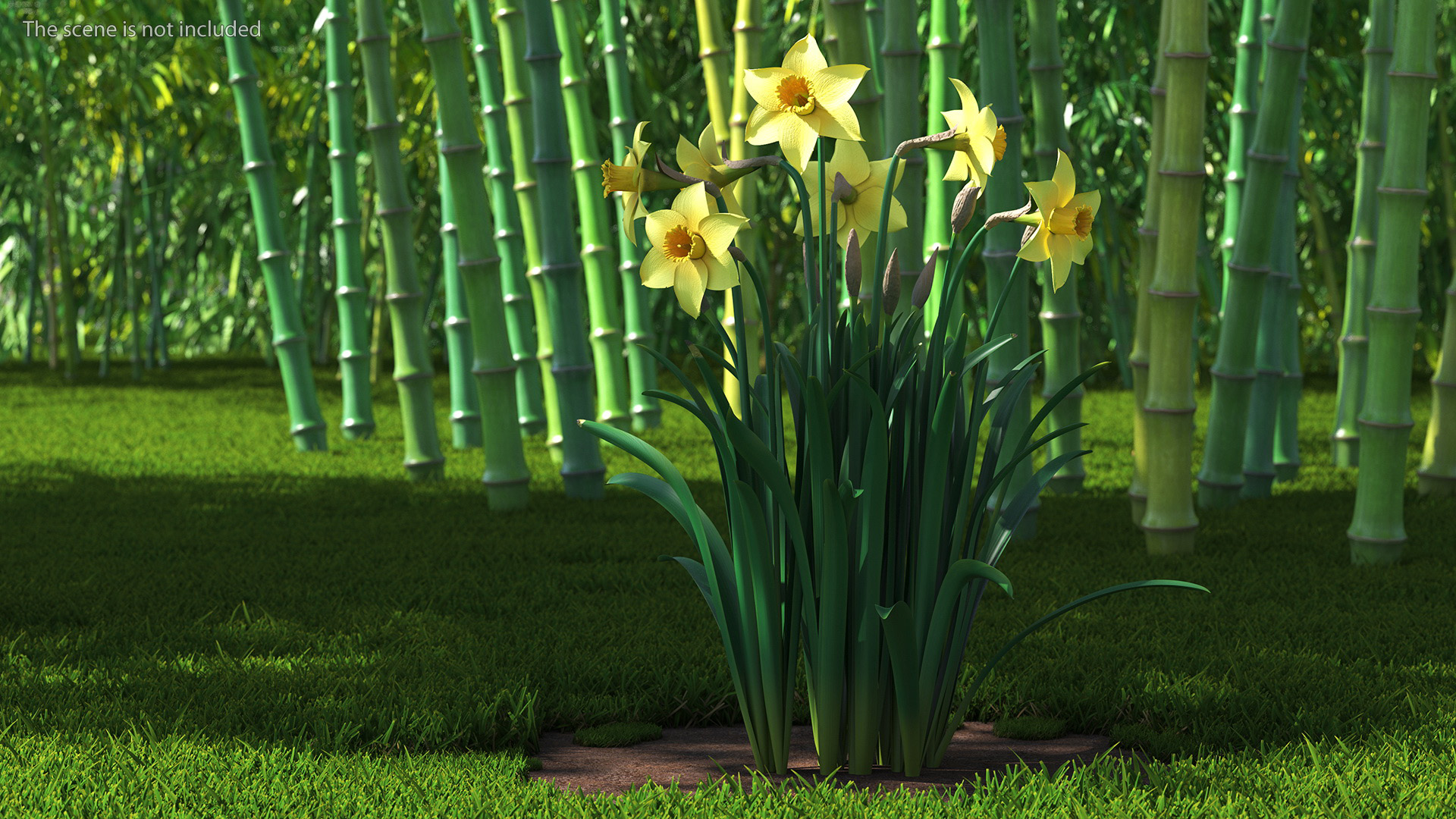 Daffodils Growing 3D