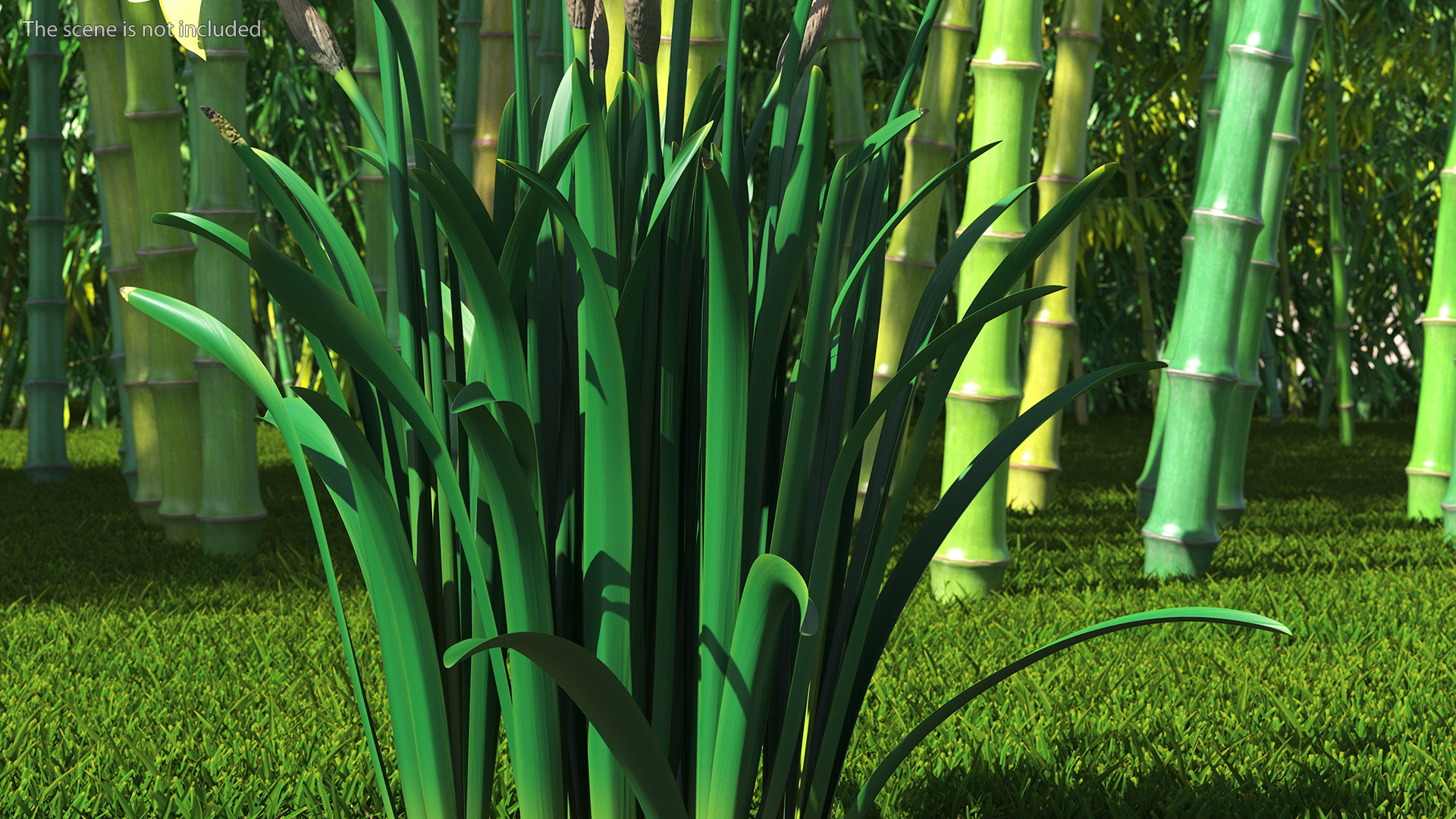 Daffodils Growing 3D