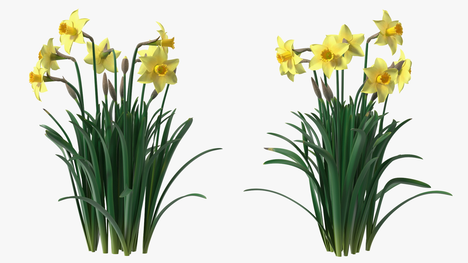 Daffodils Growing 3D