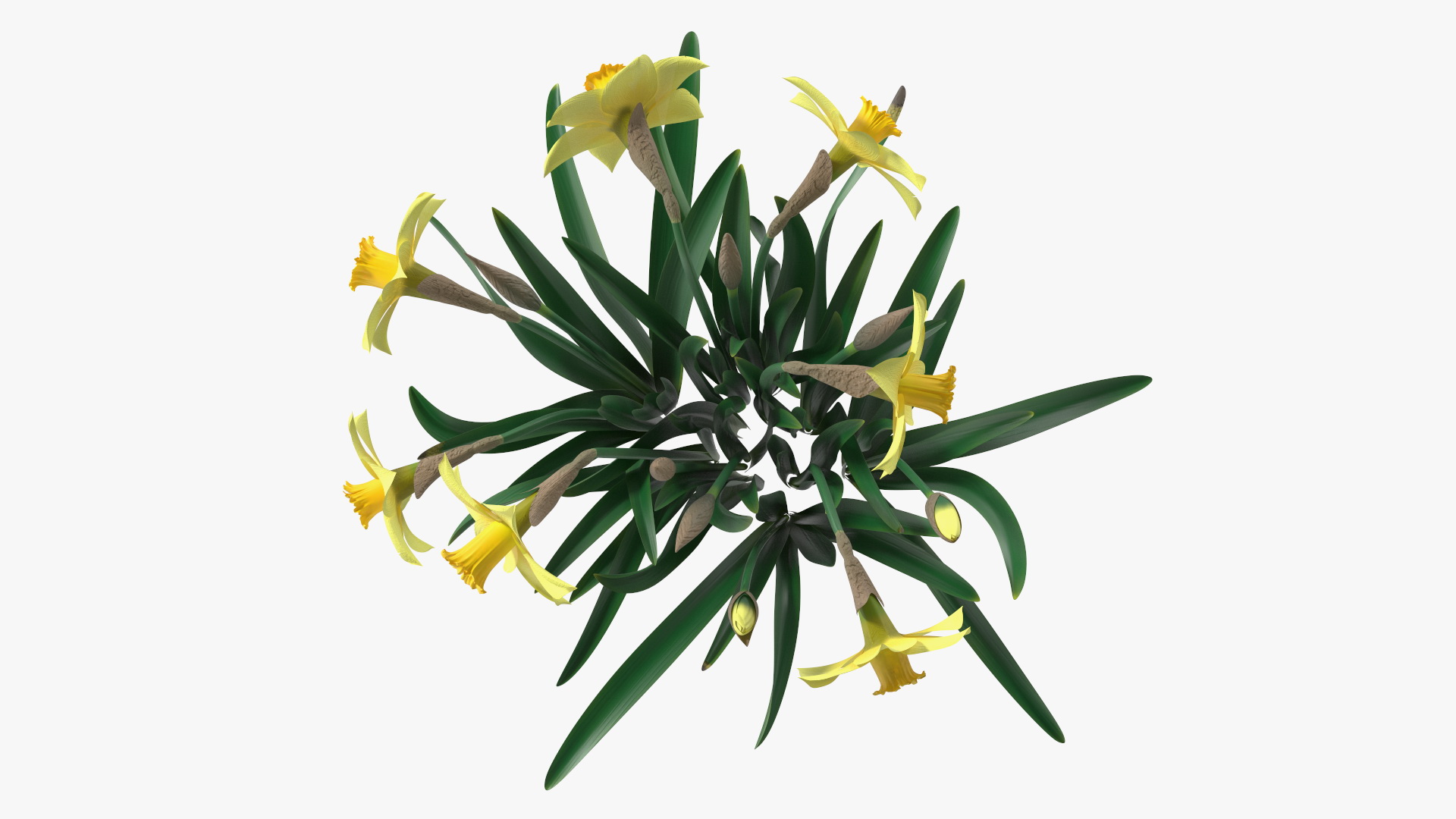 Daffodils Growing 3D