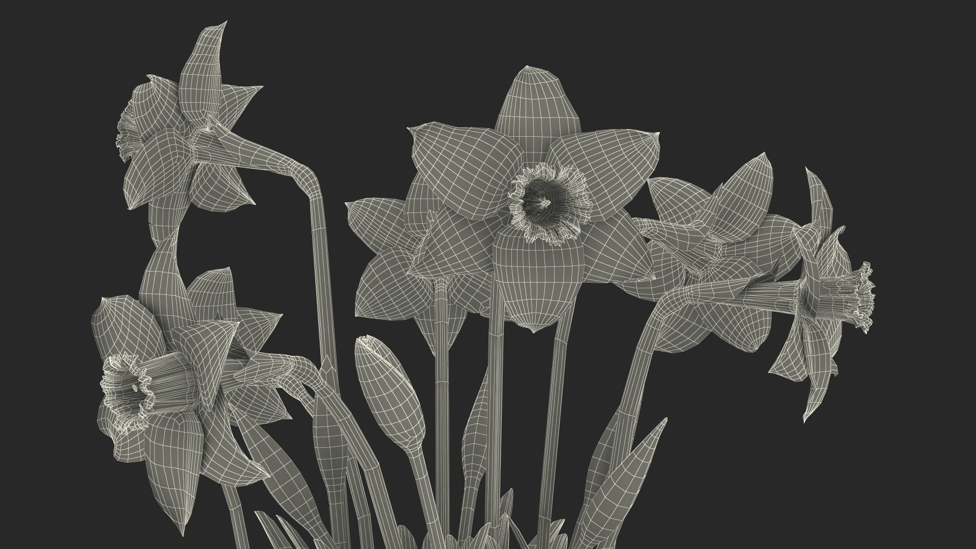 Daffodils Growing 3D