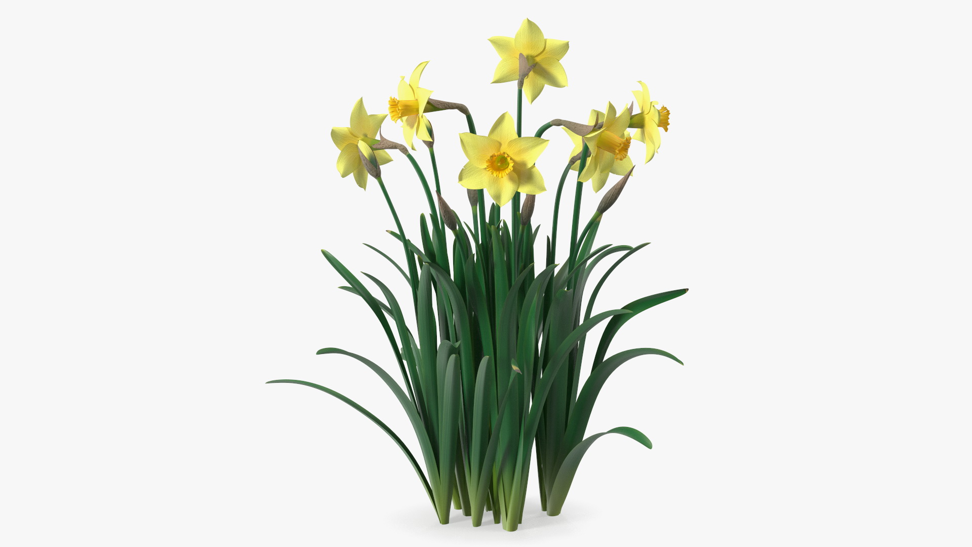 Daffodils Growing 3D