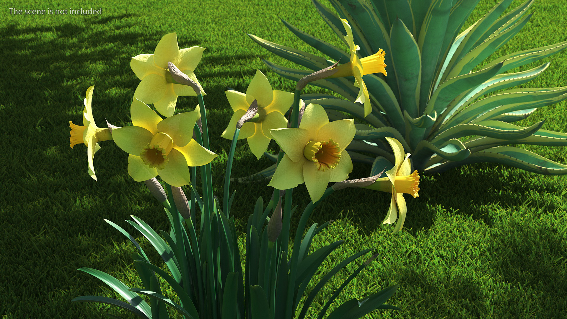 Daffodils Growing 3D