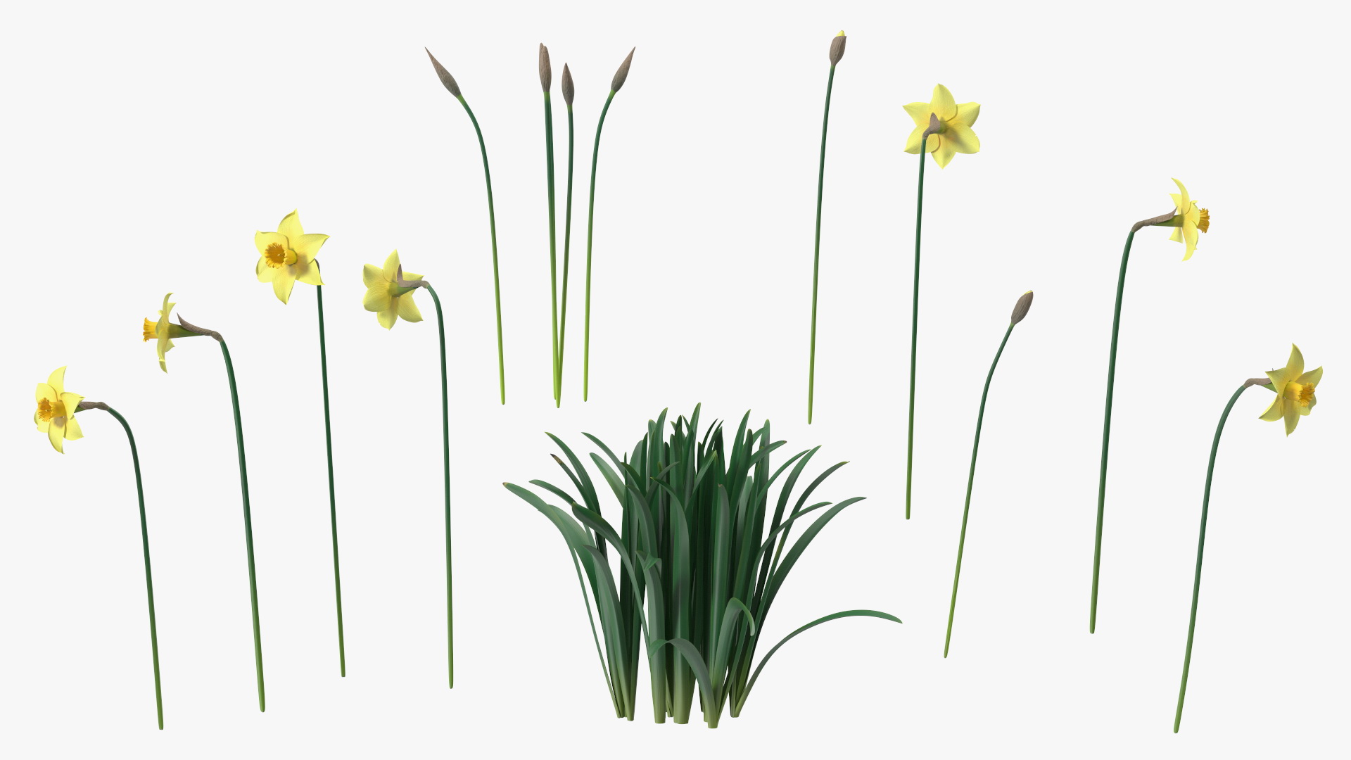 Daffodils Growing 3D