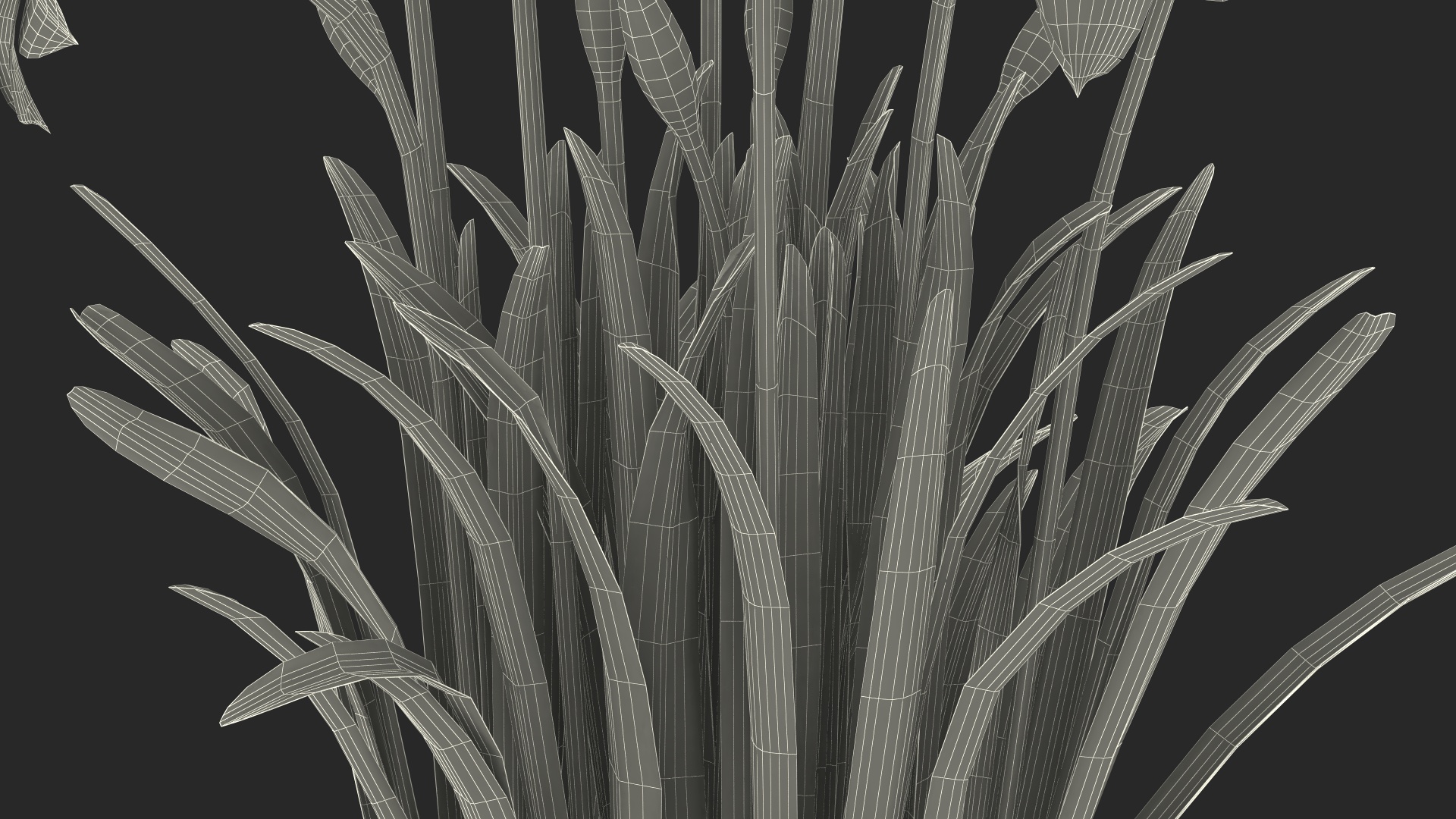 Daffodils Growing 3D