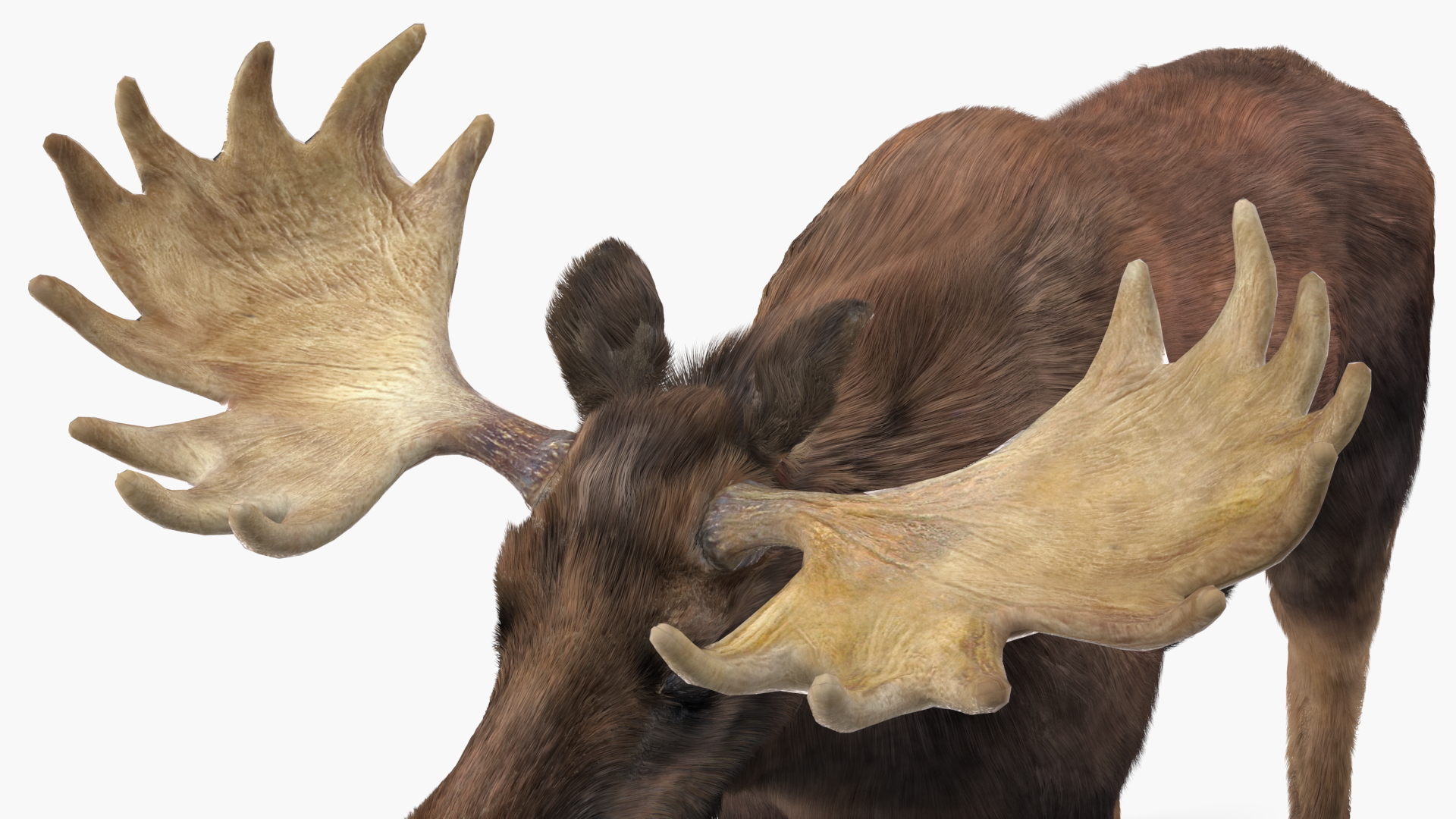 Bull Moose Fur 3D model