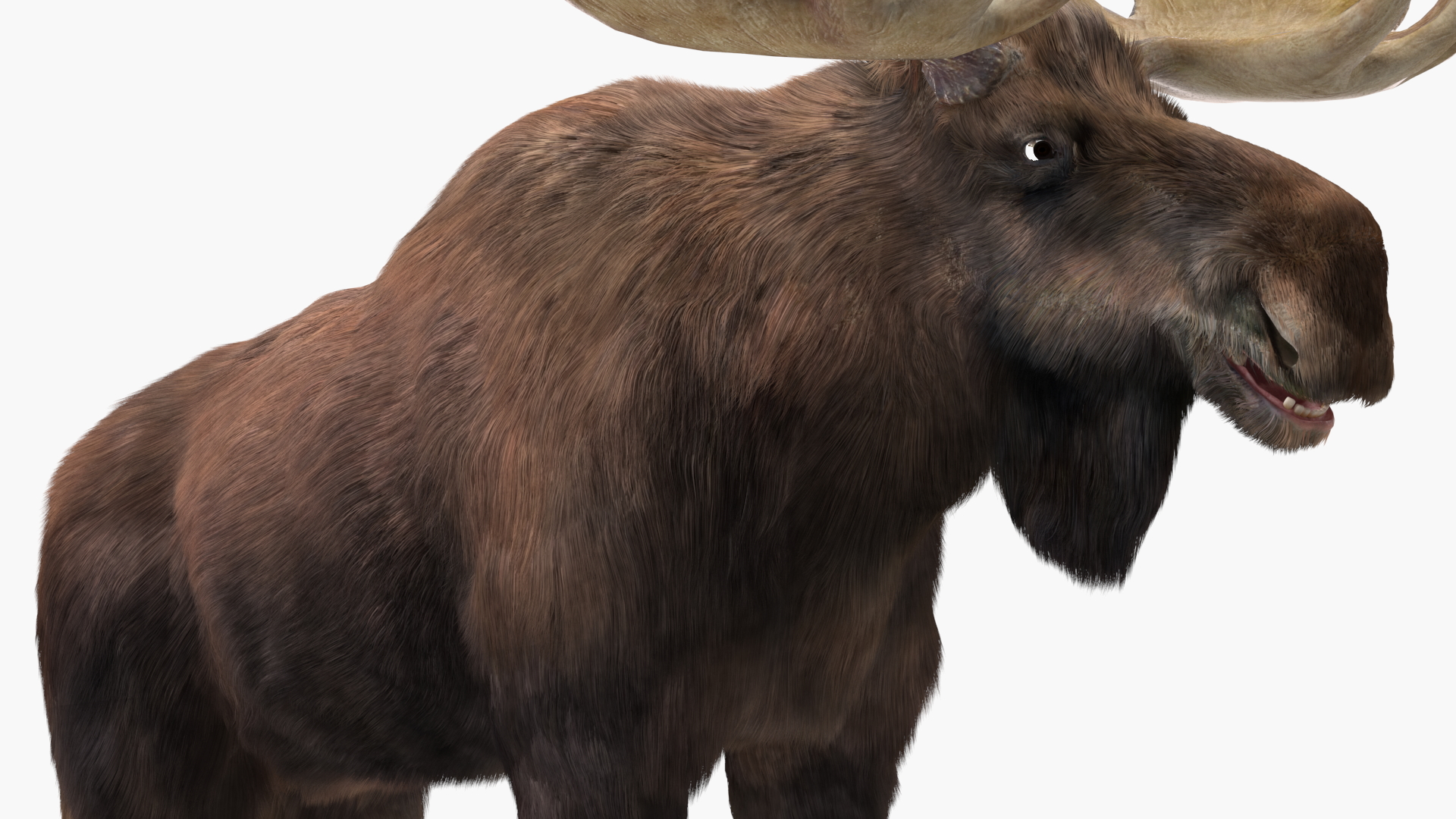 Bull Moose Fur 3D model