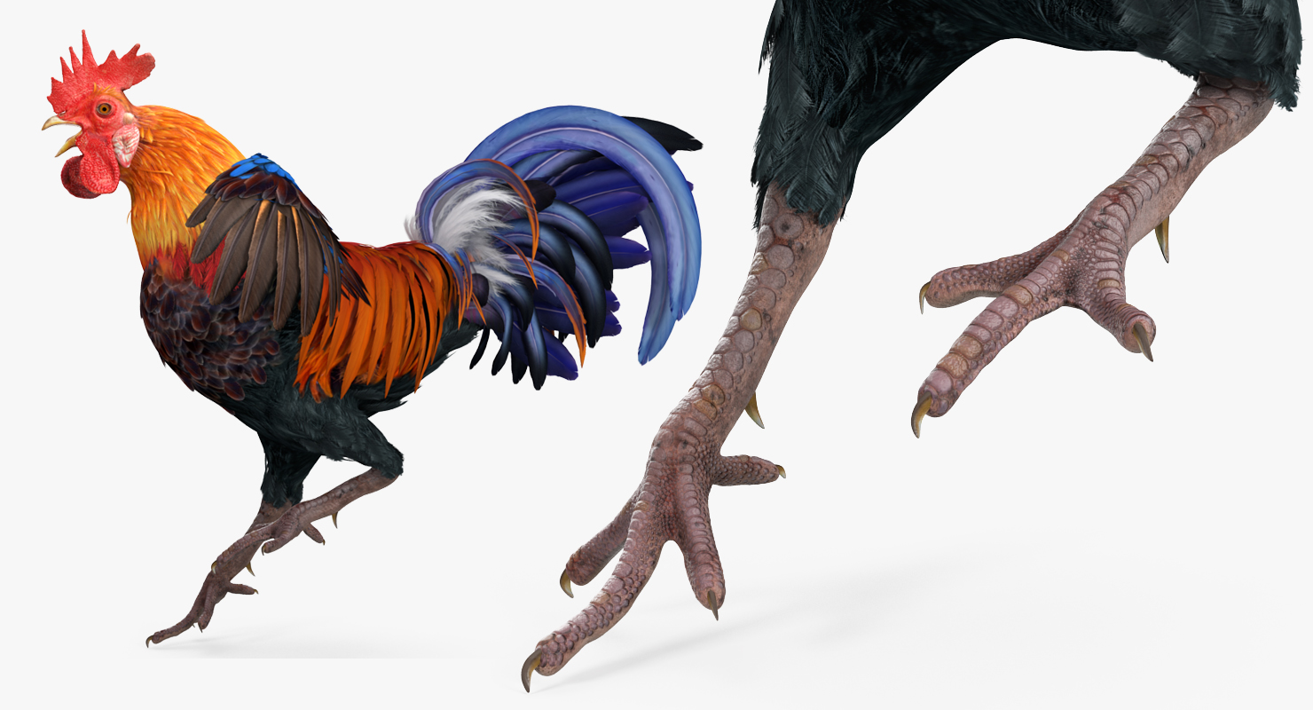 Cockfighting 3D