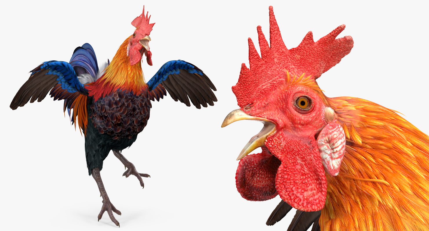 Cockfighting 3D