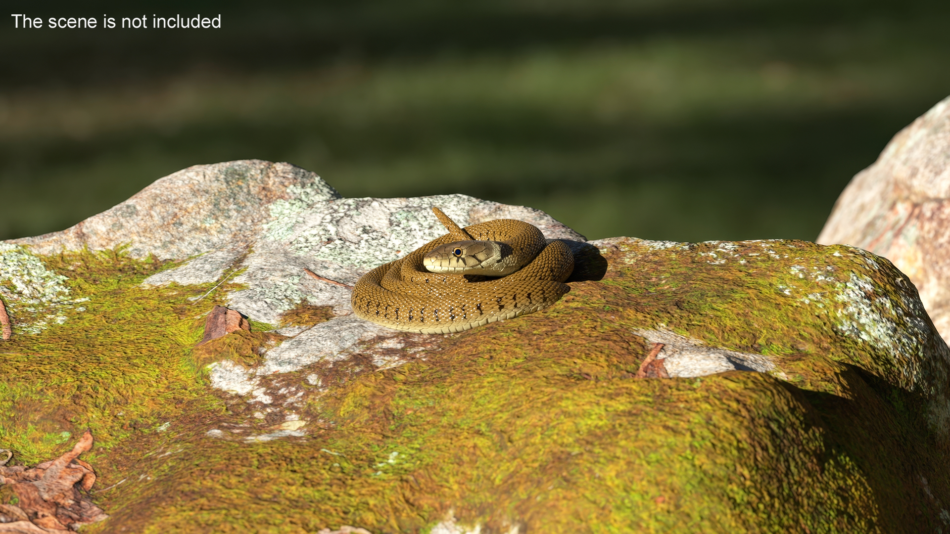 Grass Snake Brown Rigged 3D model