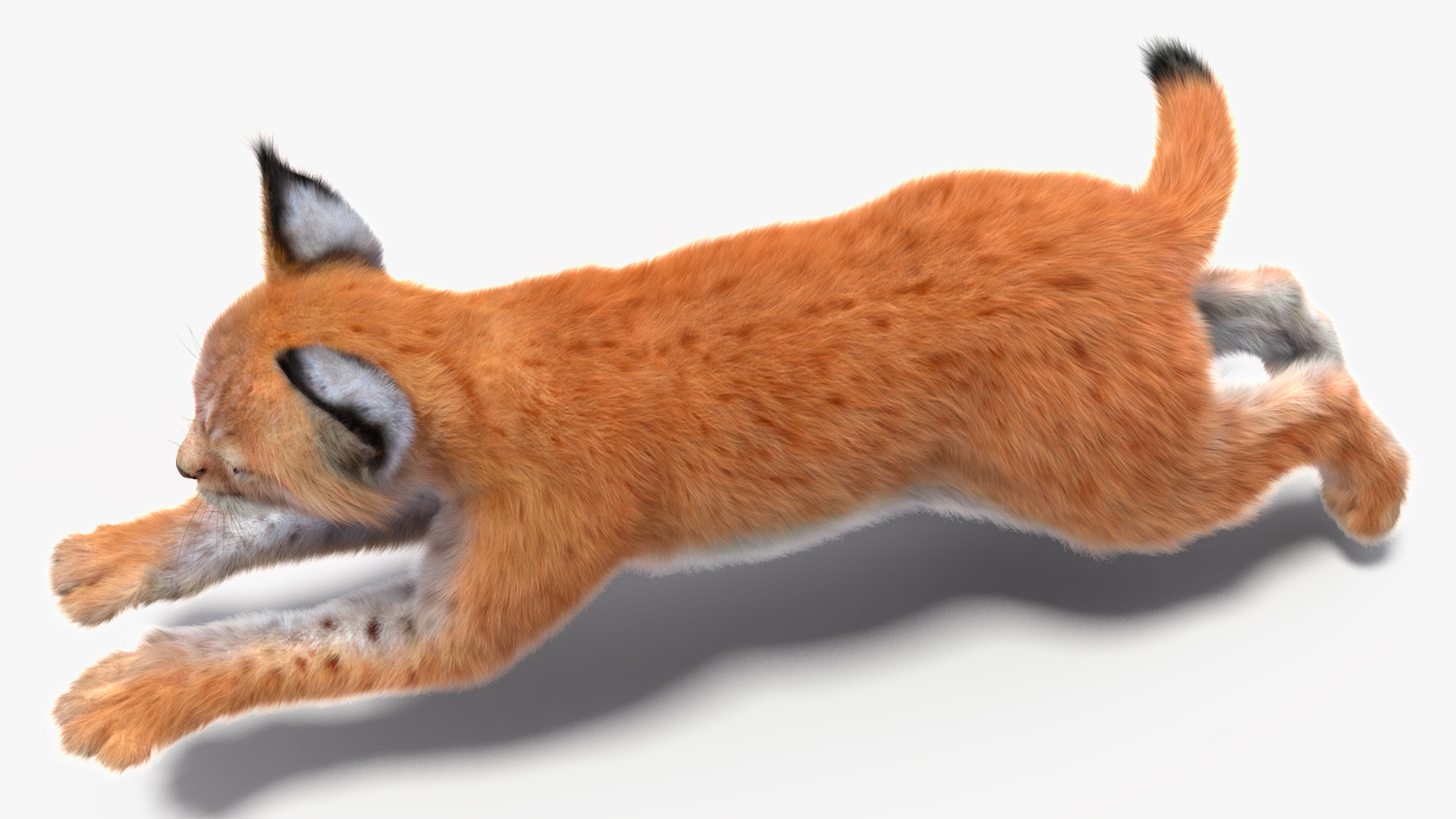 3D Lynx Cub in Jumping Pose Fur model