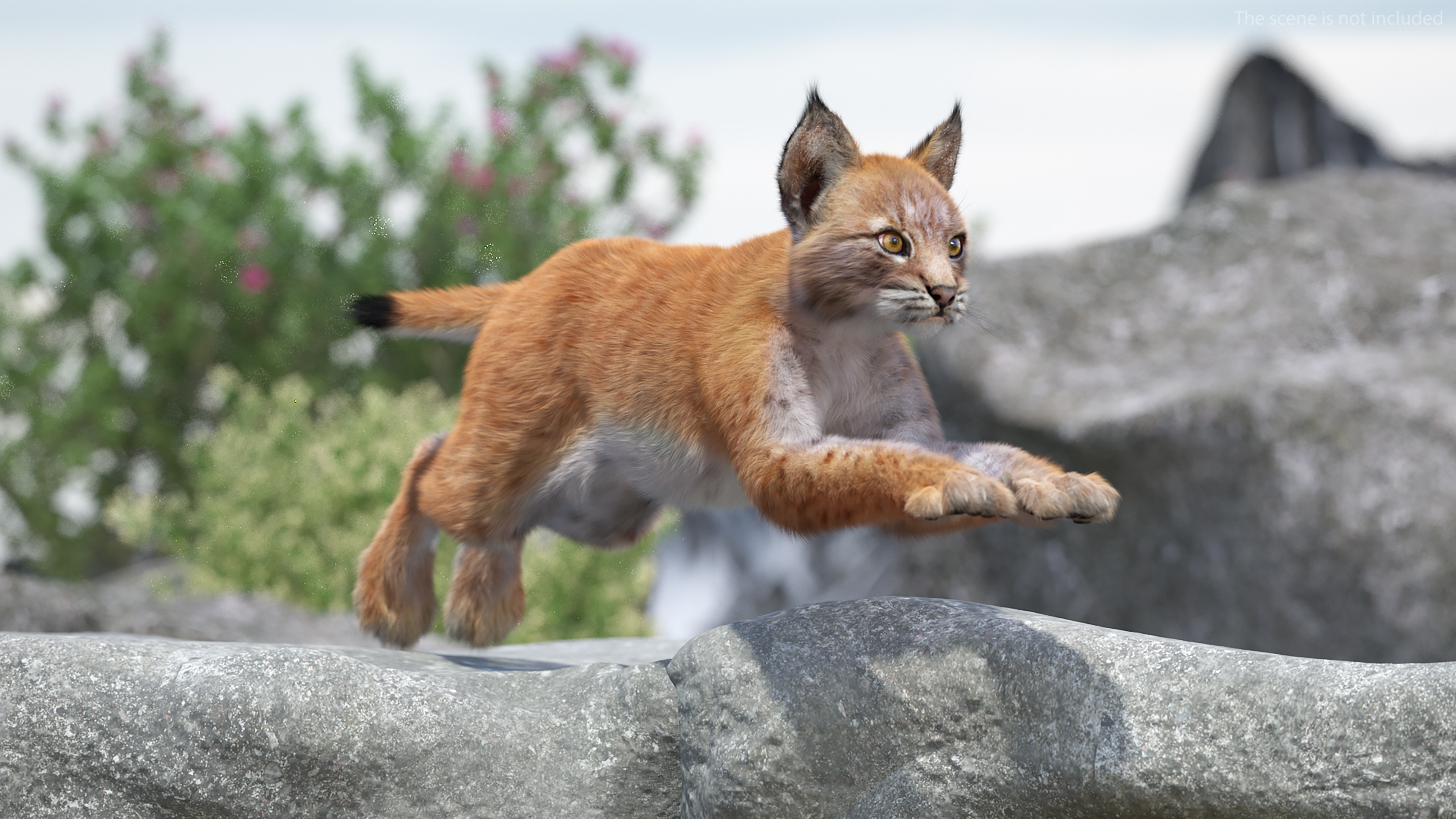 3D Lynx Cub in Jumping Pose Fur model