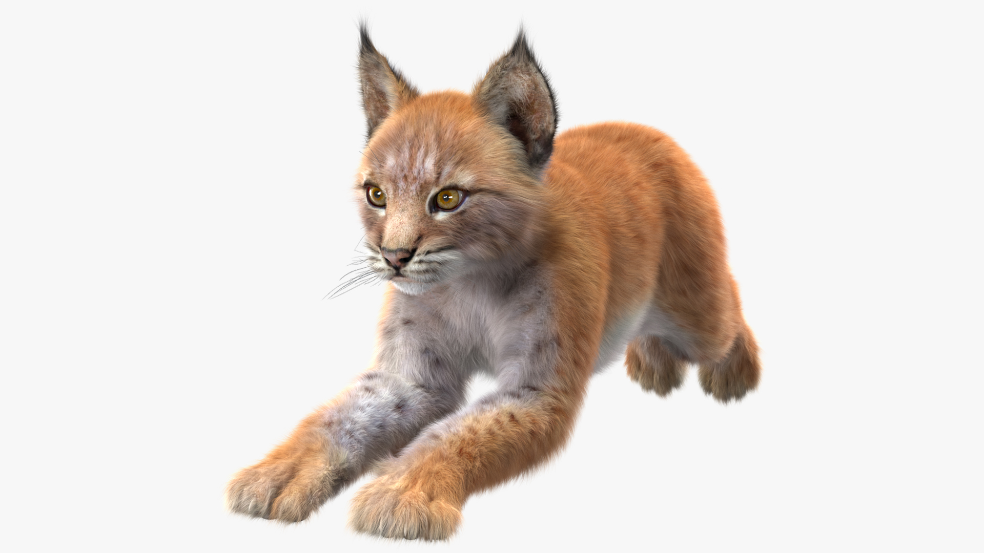 3D Lynx Cub in Jumping Pose Fur model