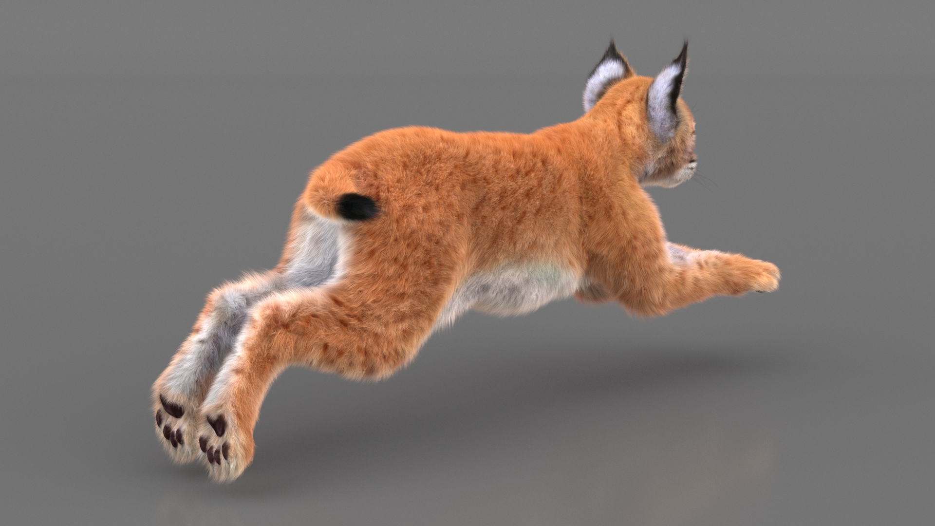 3D Lynx Cub in Jumping Pose Fur model