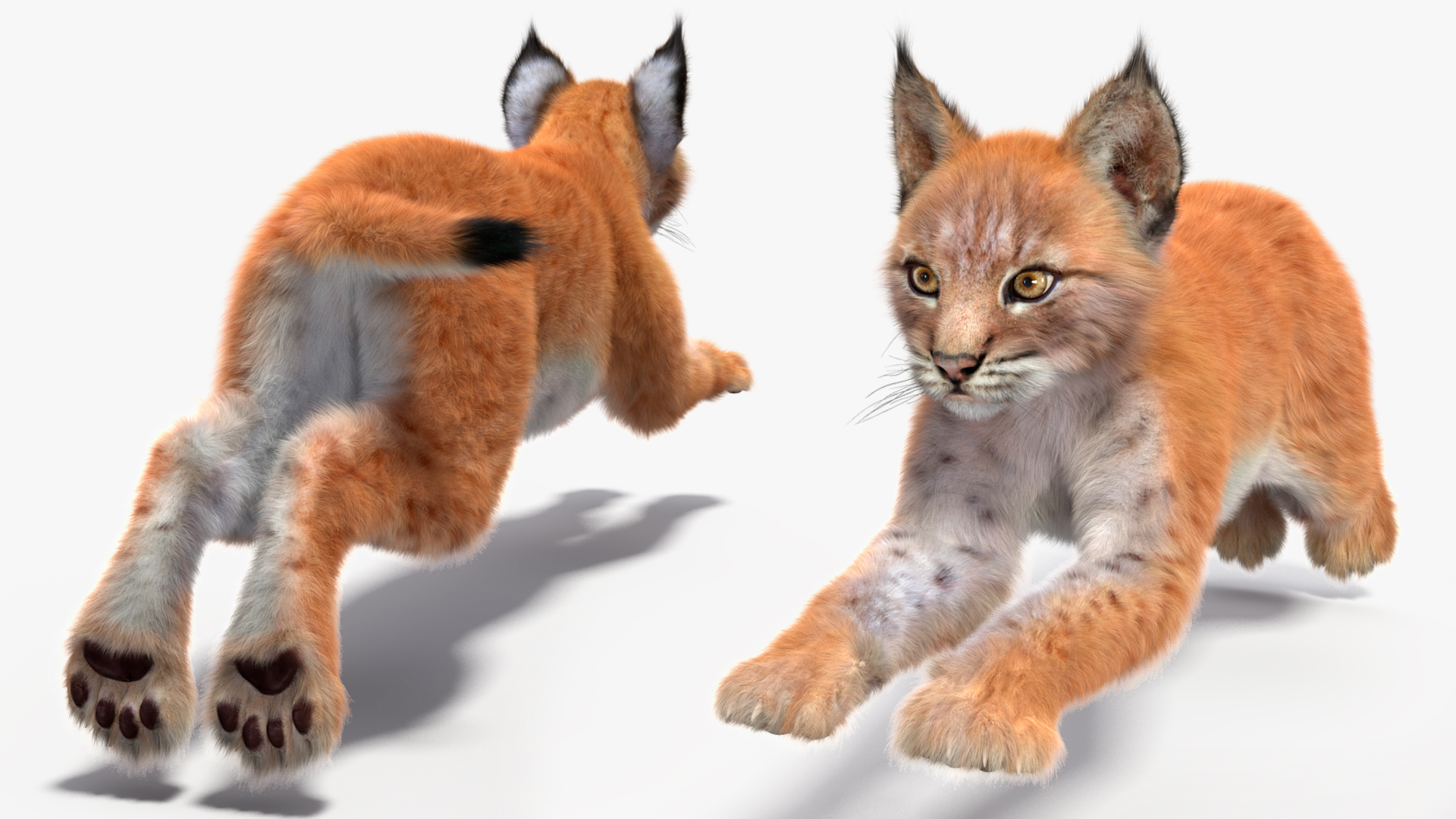 3D Lynx Cub in Jumping Pose Fur model