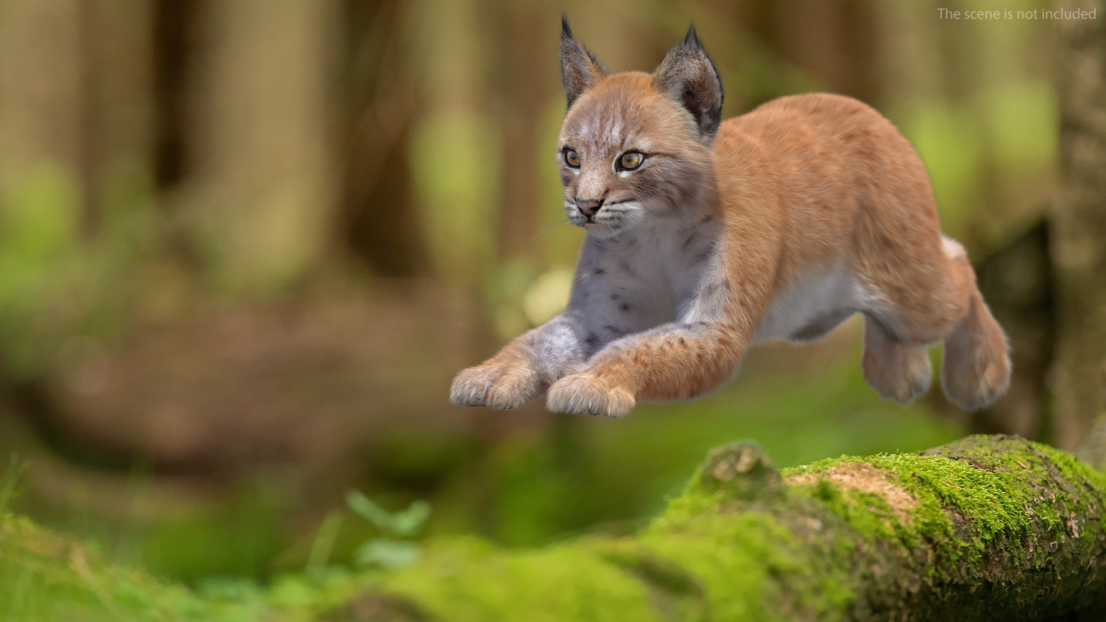 3D Lynx Cub in Jumping Pose Fur model