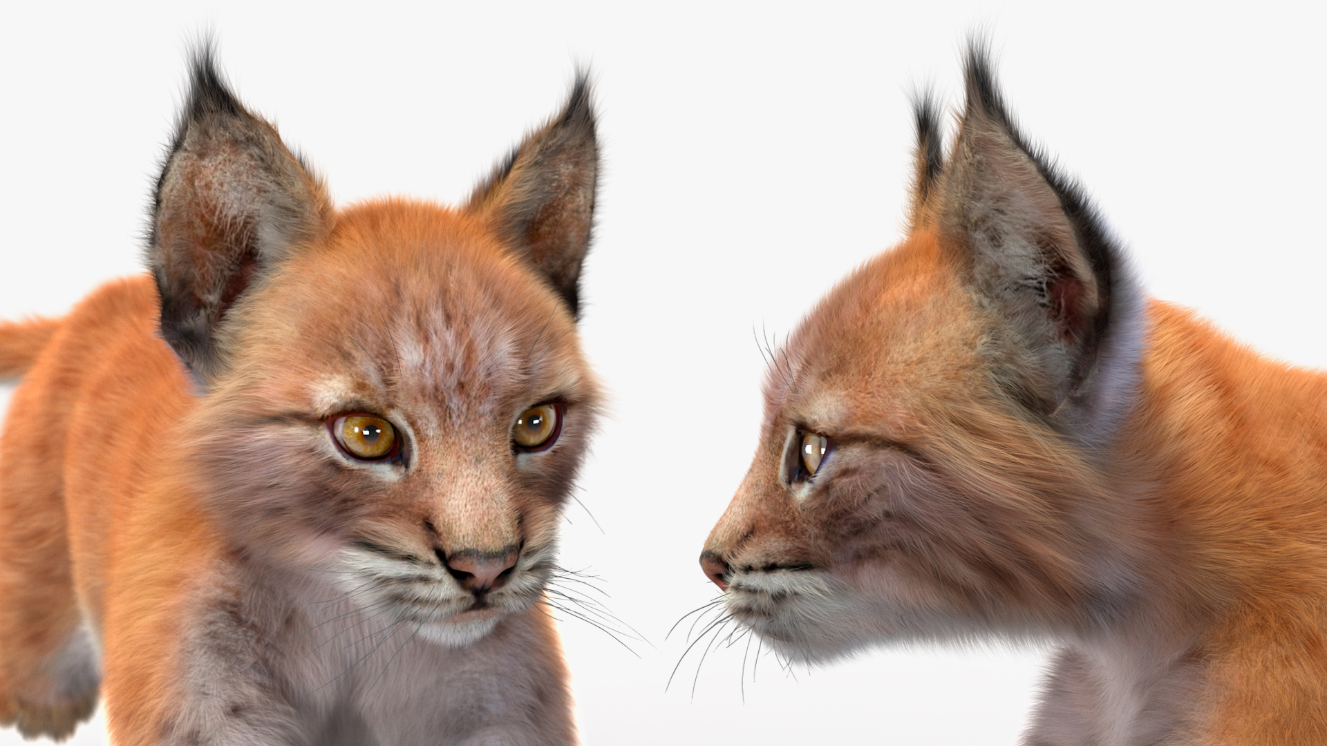 3D Lynx Cub in Jumping Pose Fur model