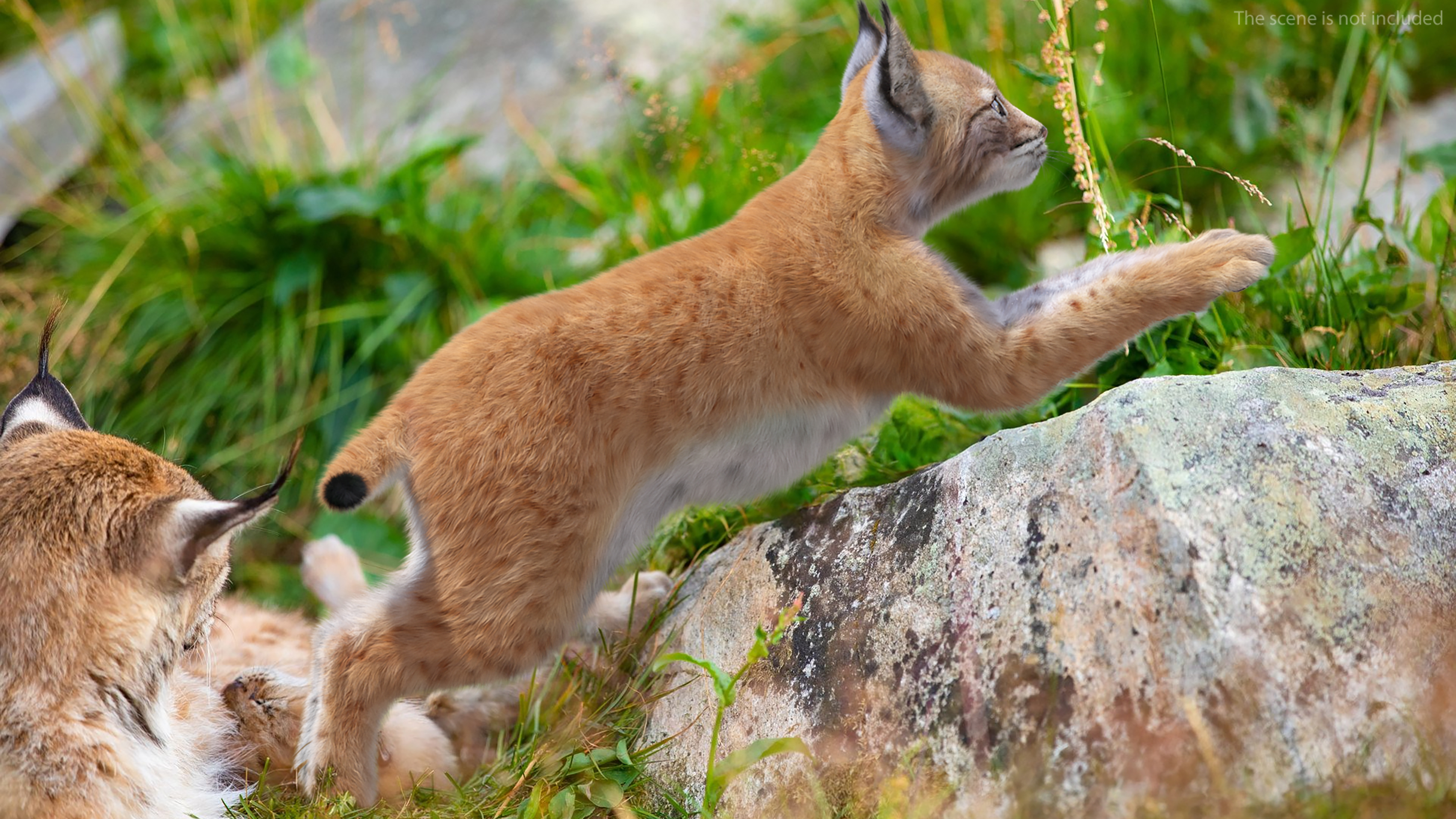 3D Lynx Cub in Jumping Pose Fur model