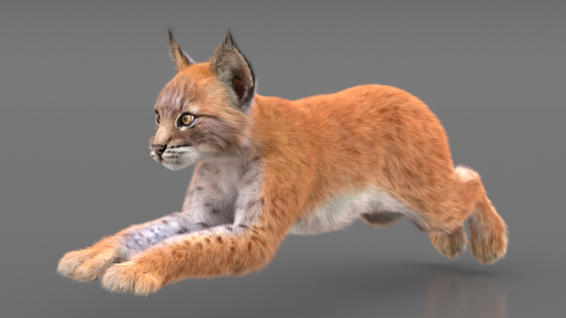 3D Lynx Cub in Jumping Pose Fur model