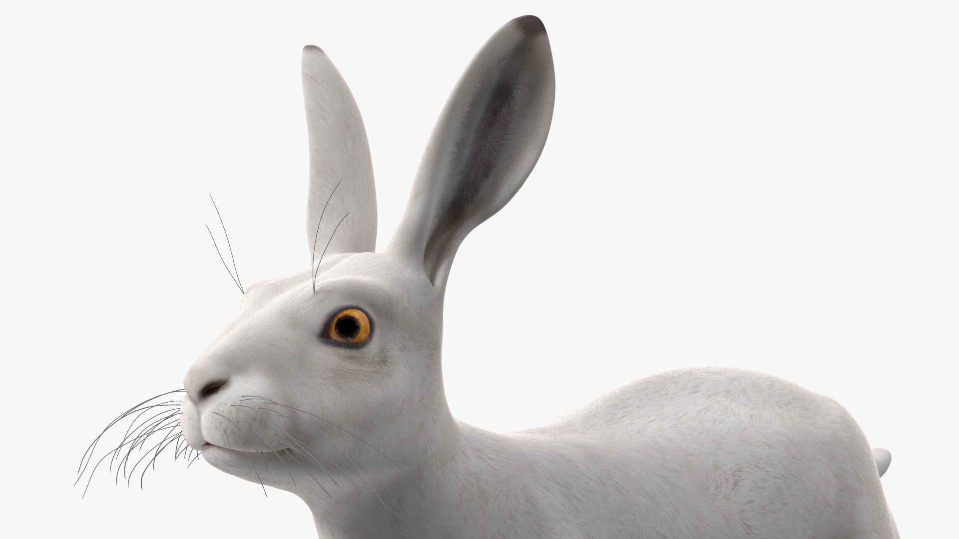 3D Winter Lepus Europaeus White model