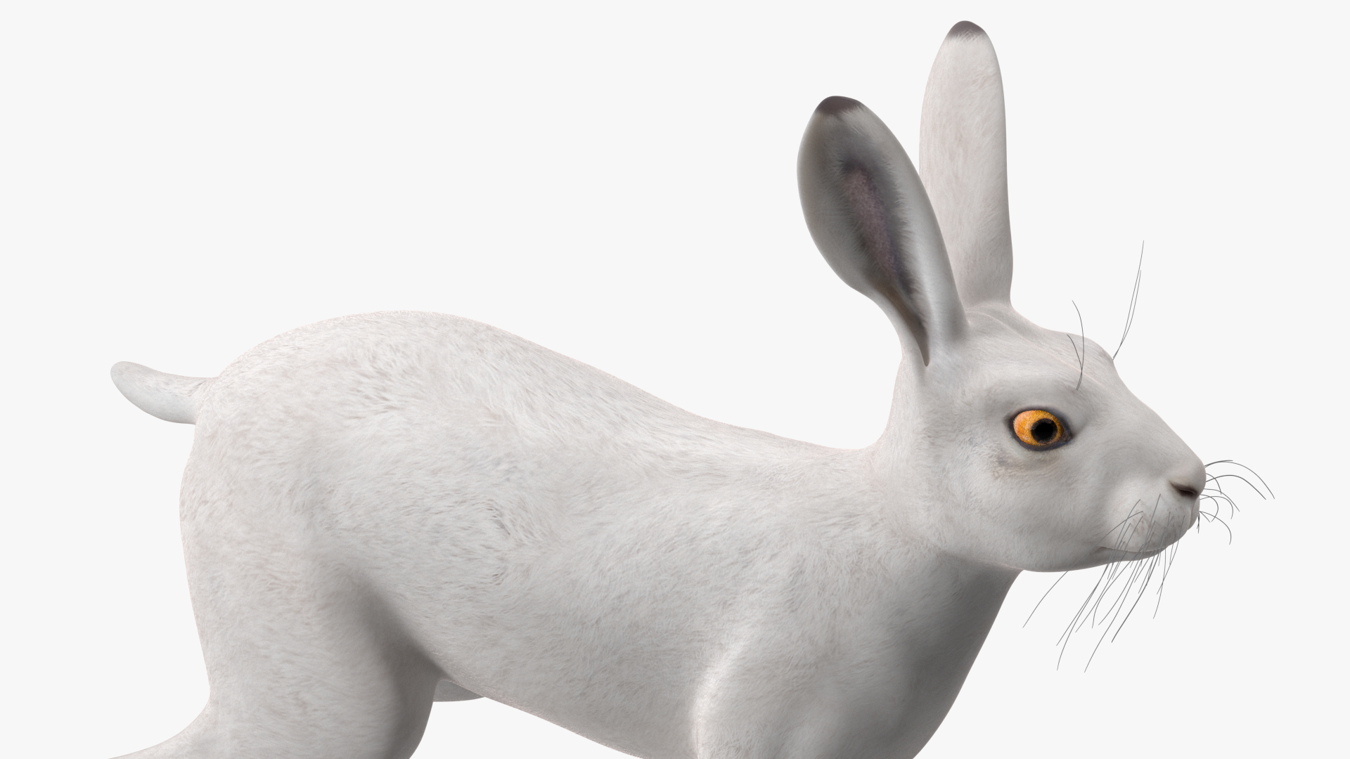 3D Winter Lepus Europaeus White model