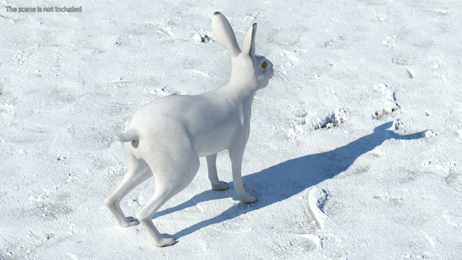 3D Winter Lepus Europaeus White model