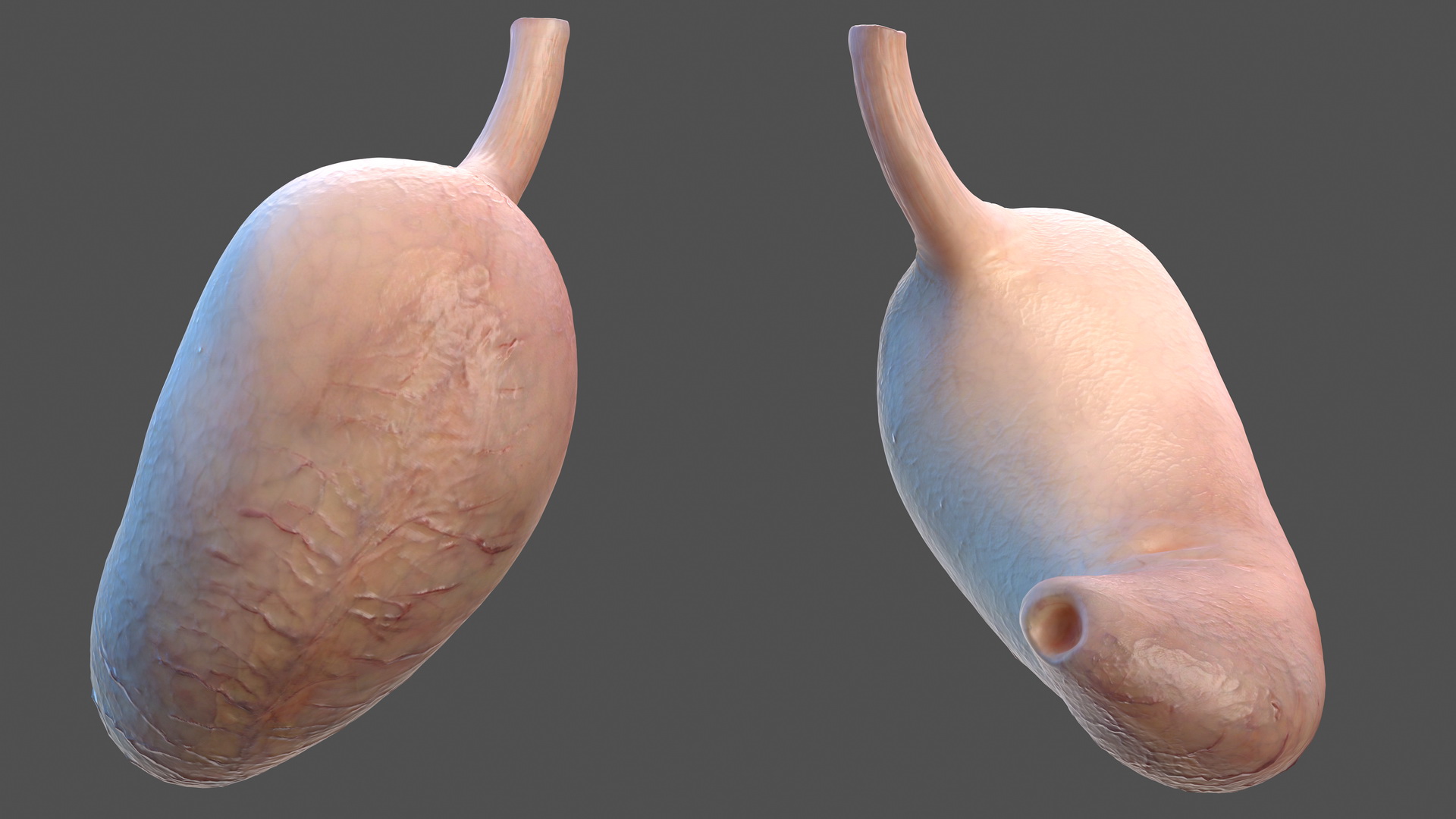 3D Human Stomach model