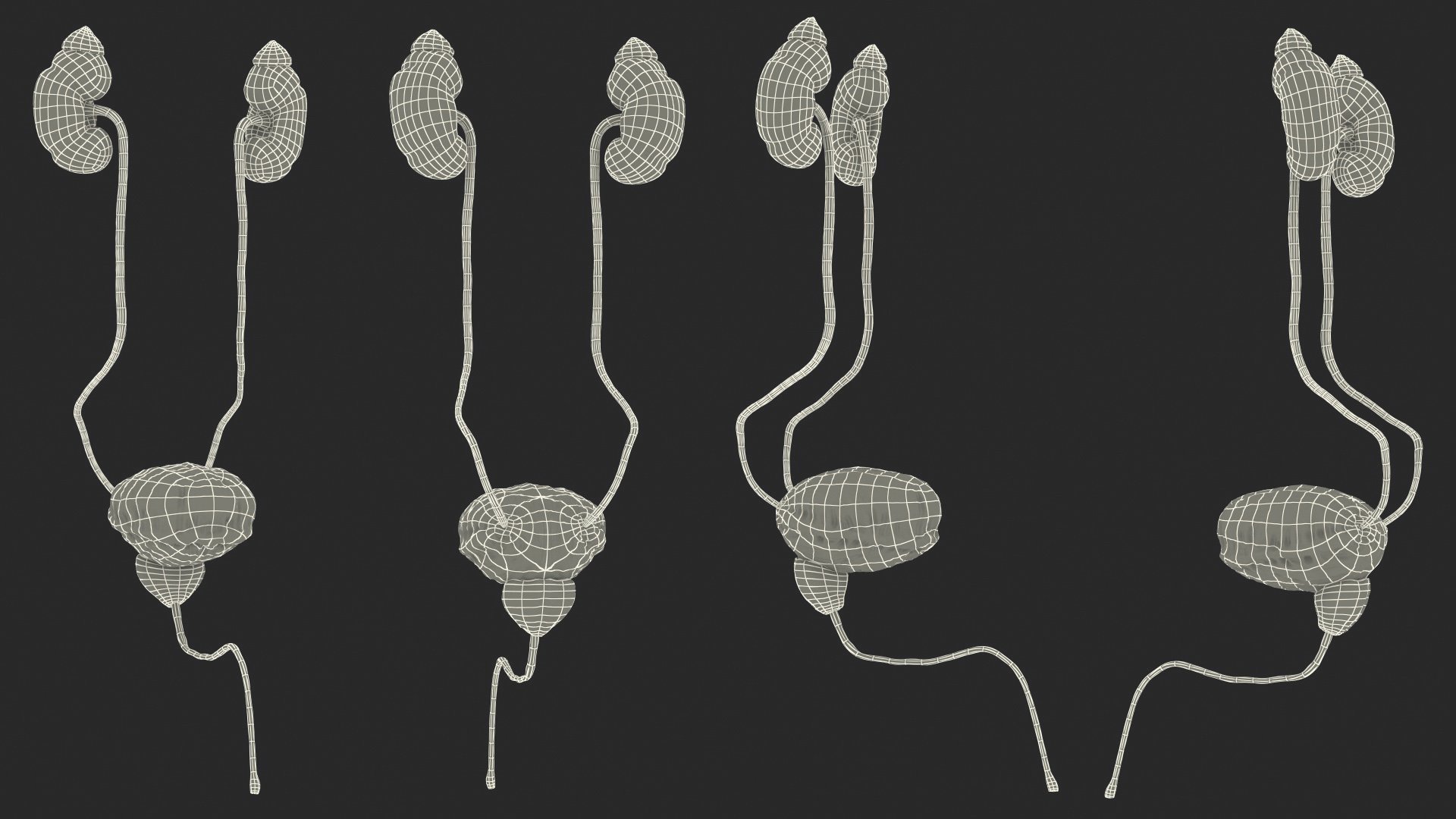 Male Urinary System 3D model