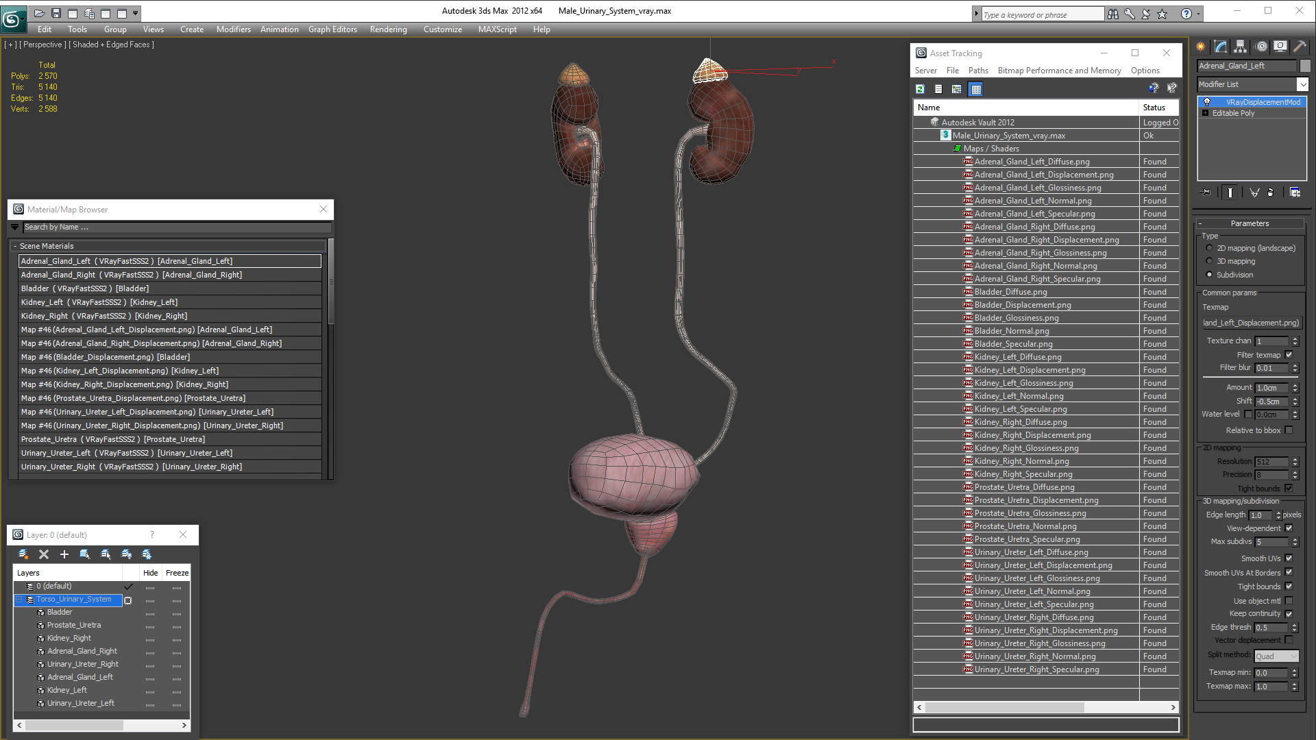 Male Urinary System 3D model