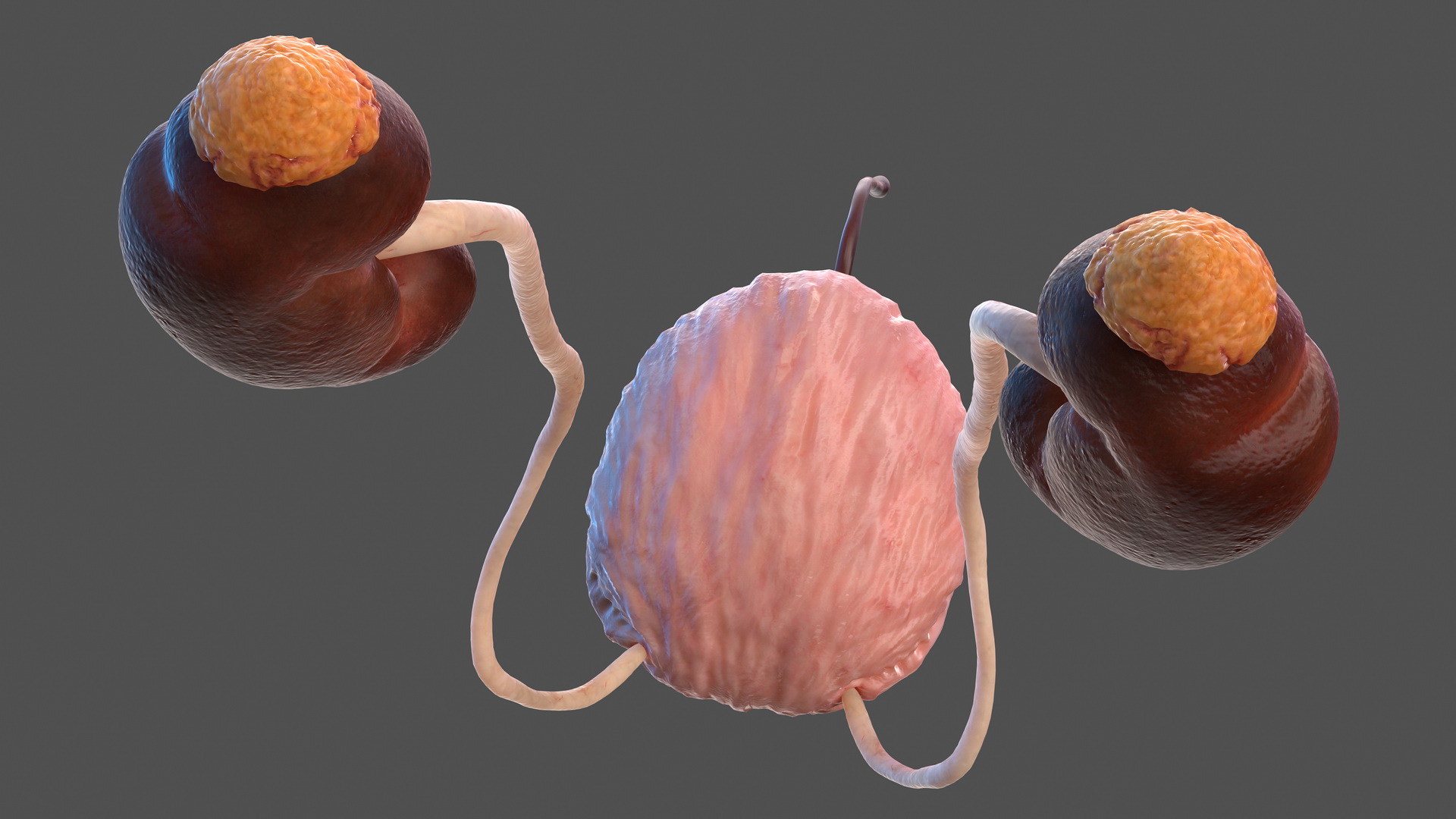 Male Urinary System 3D model