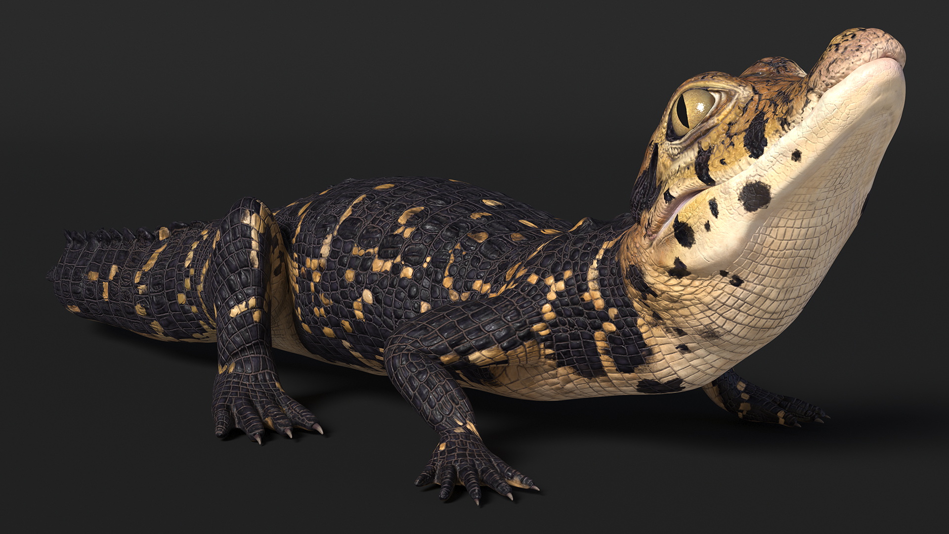 3D Black Caiman Baby Looks Up