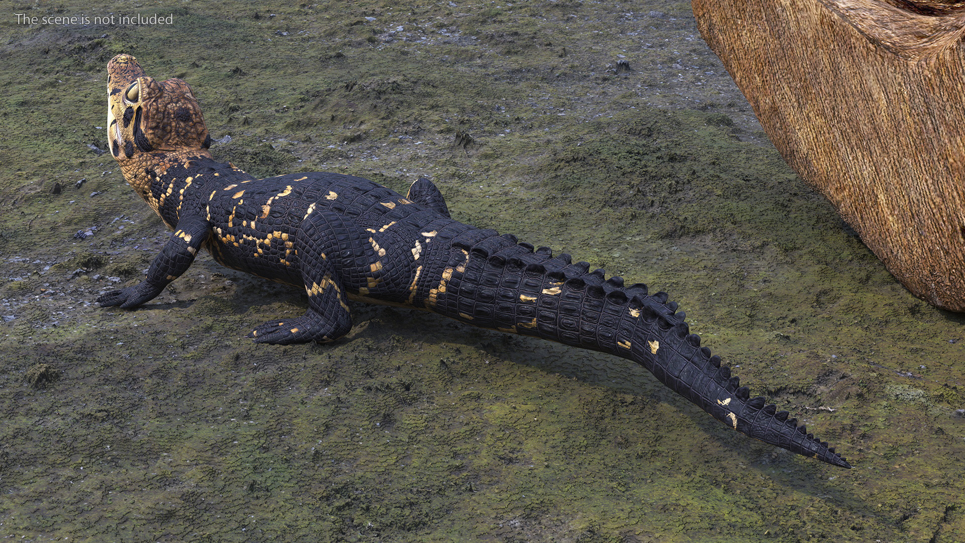 3D Black Caiman Baby Looks Up