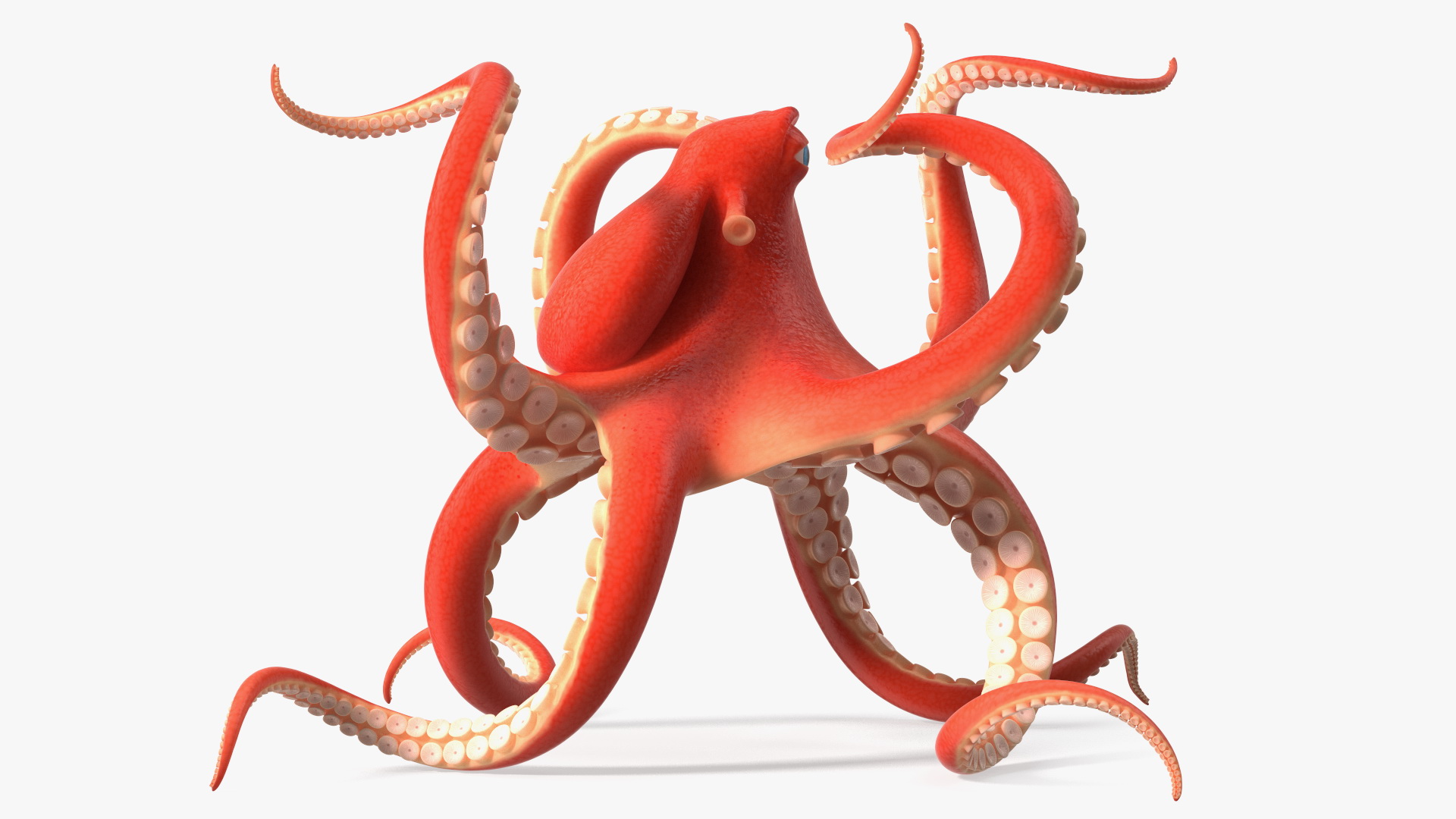 Cartoon Octopus Floating Pose 3D model