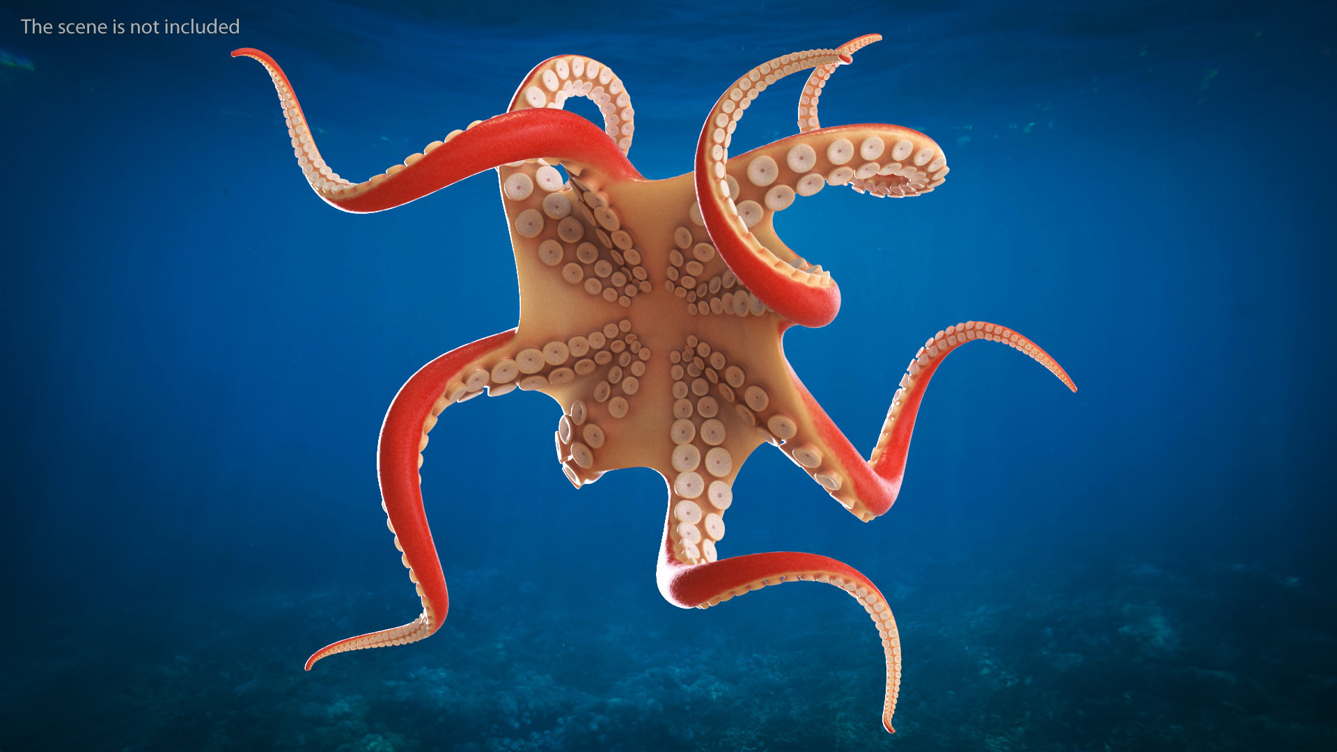 Cartoon Octopus Floating Pose 3D model