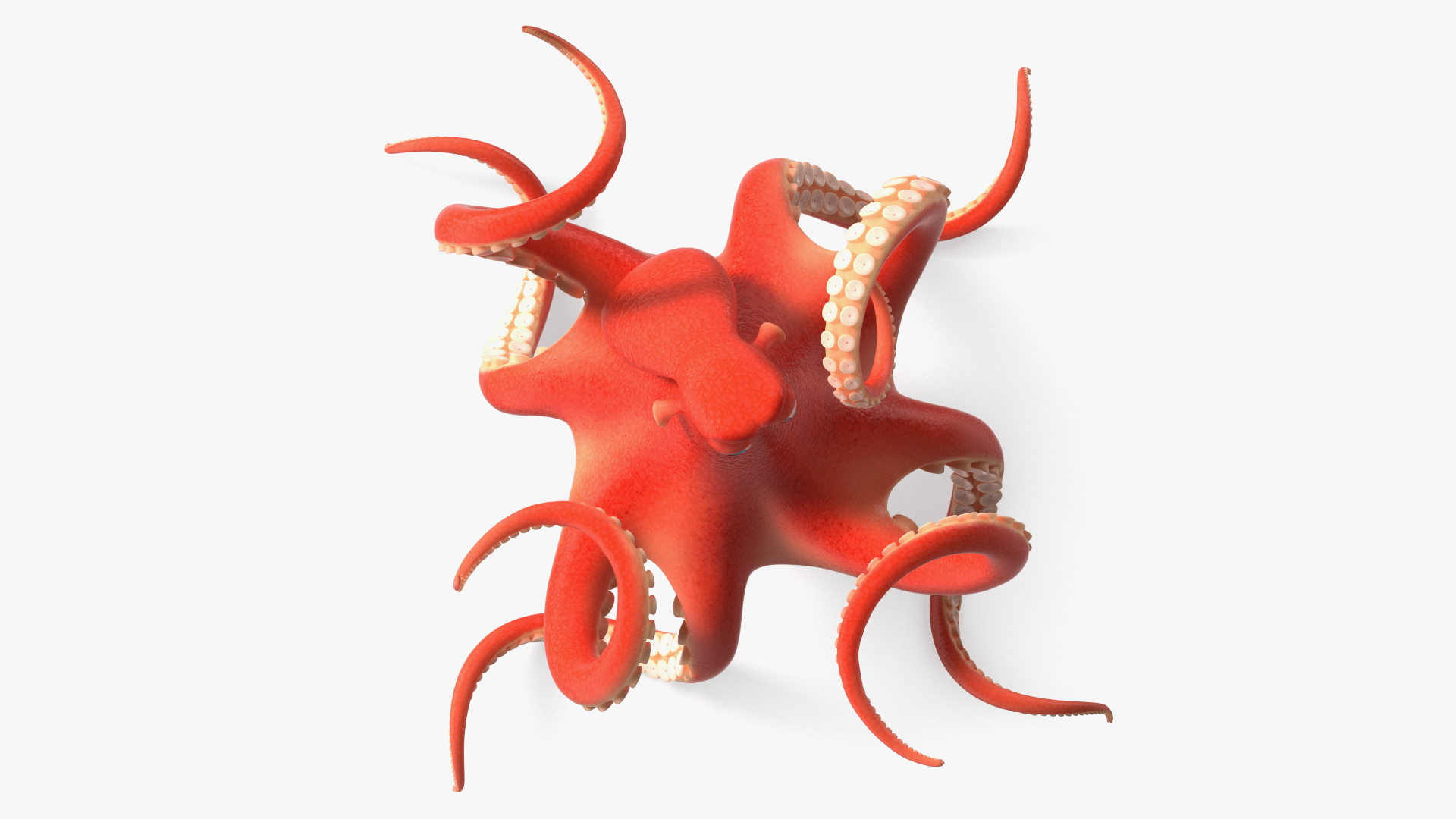 Cartoon Octopus Floating Pose 3D model