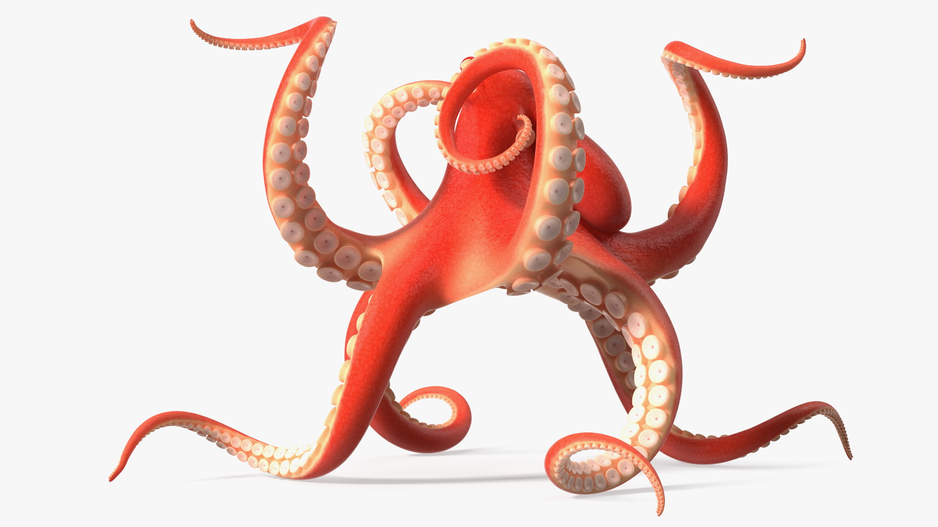 Cartoon Octopus Floating Pose 3D model