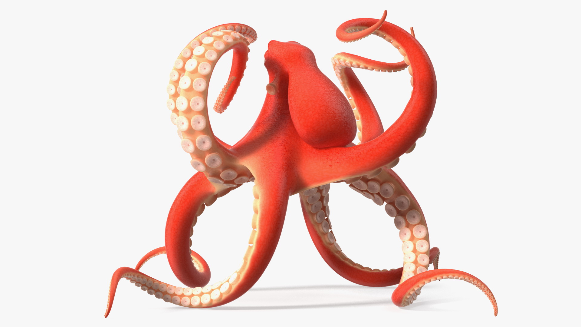 Cartoon Octopus Floating Pose 3D model