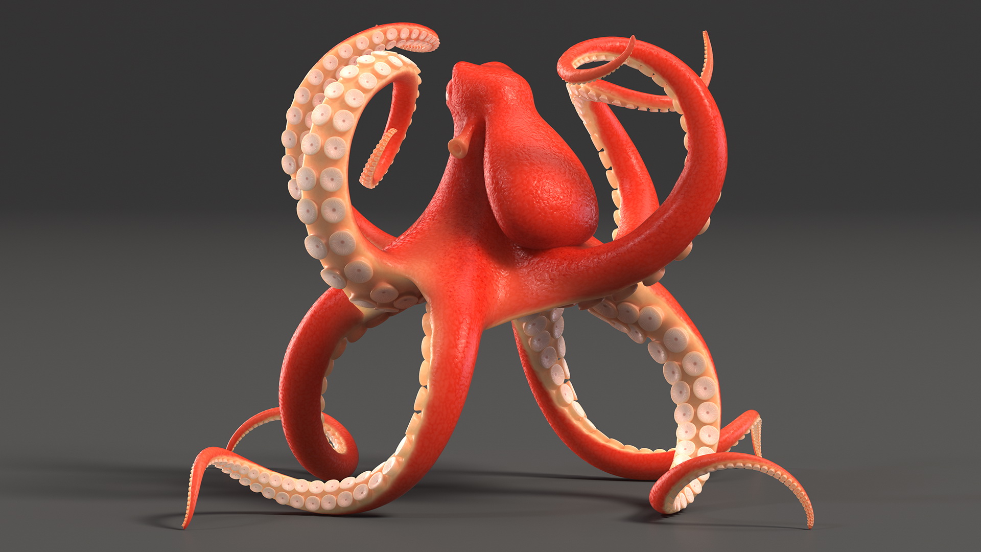 Cartoon Octopus Floating Pose 3D model