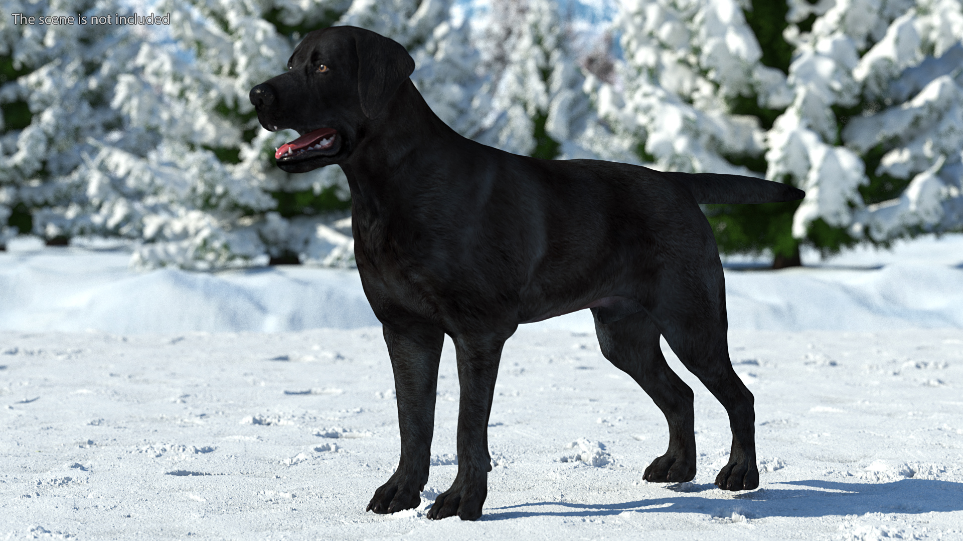 3D model Labrador Dog Black Rigged