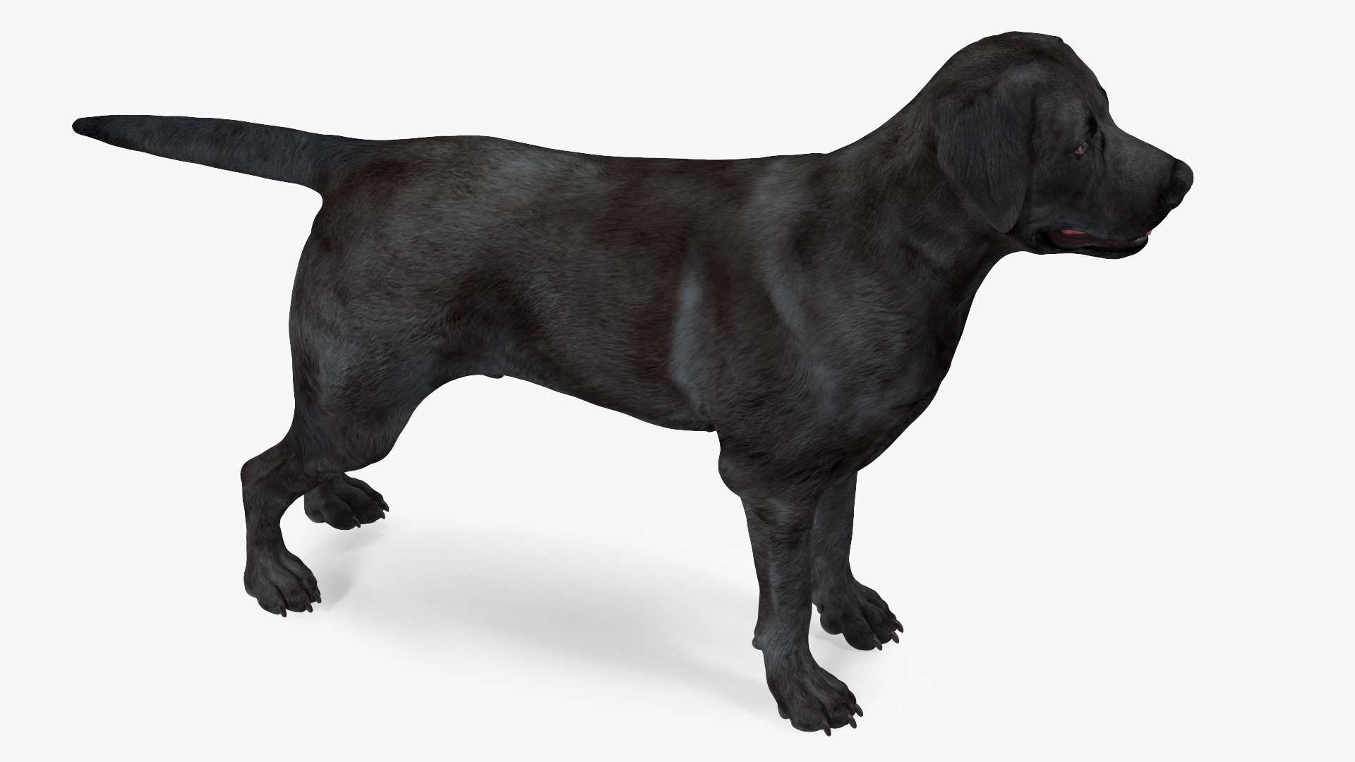 3D model Labrador Dog Black Rigged