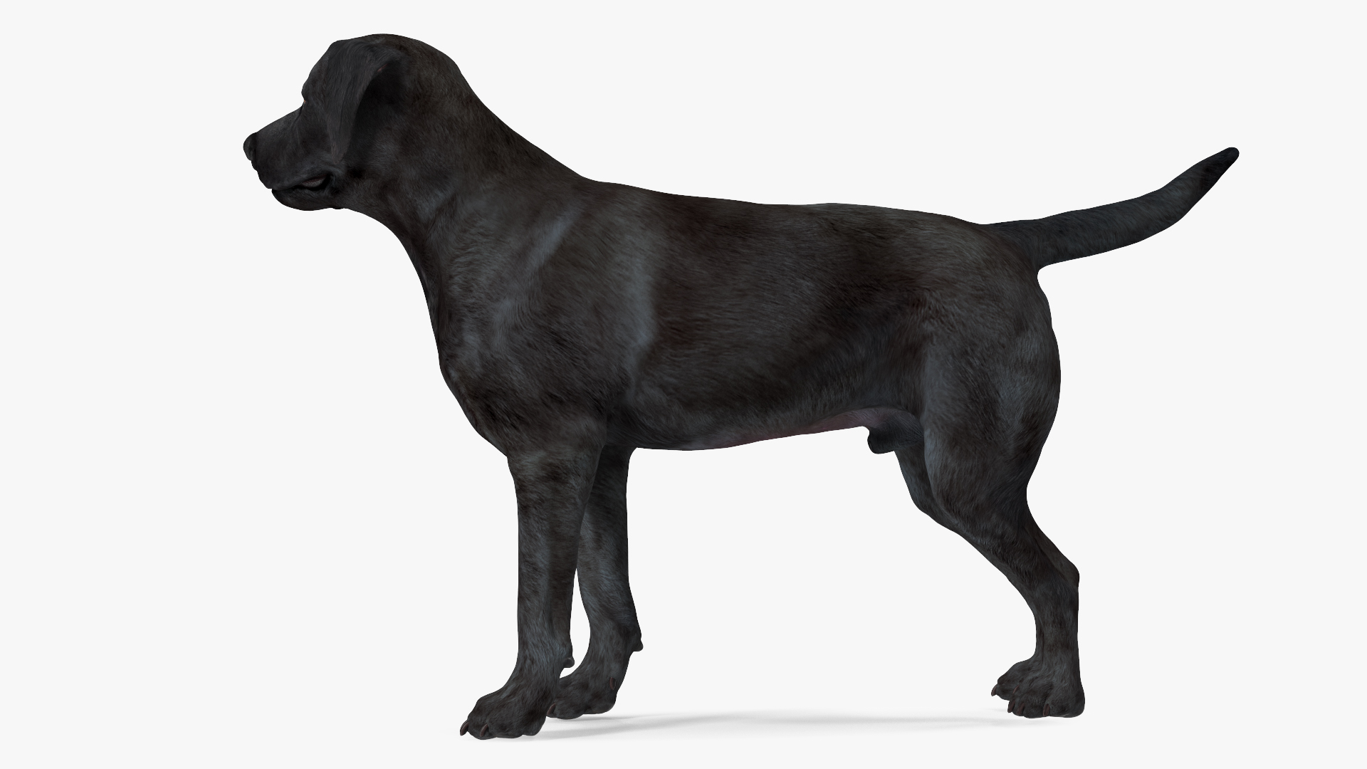 3D model Labrador Dog Black Rigged