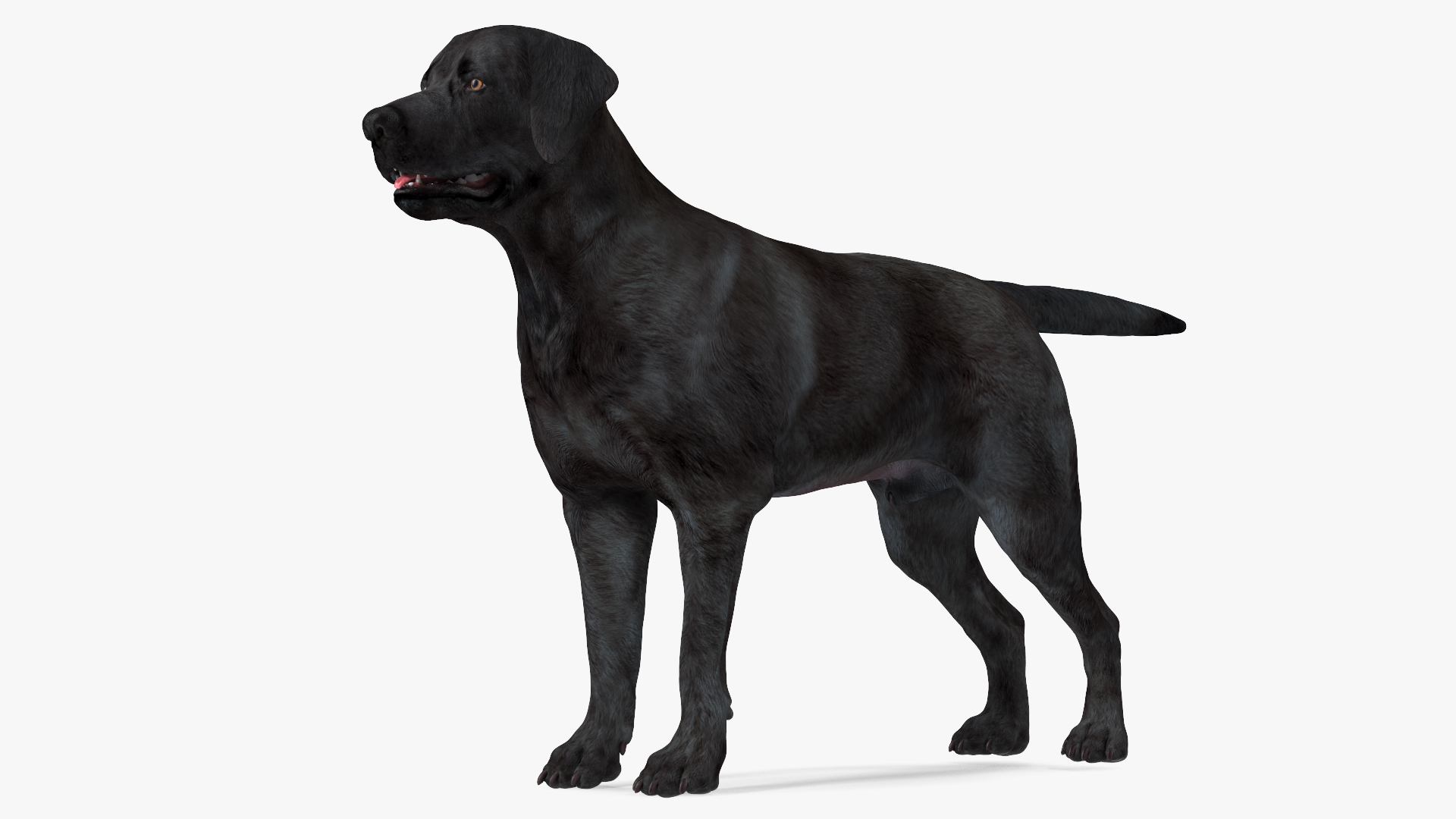 3D model Labrador Dog Black Rigged