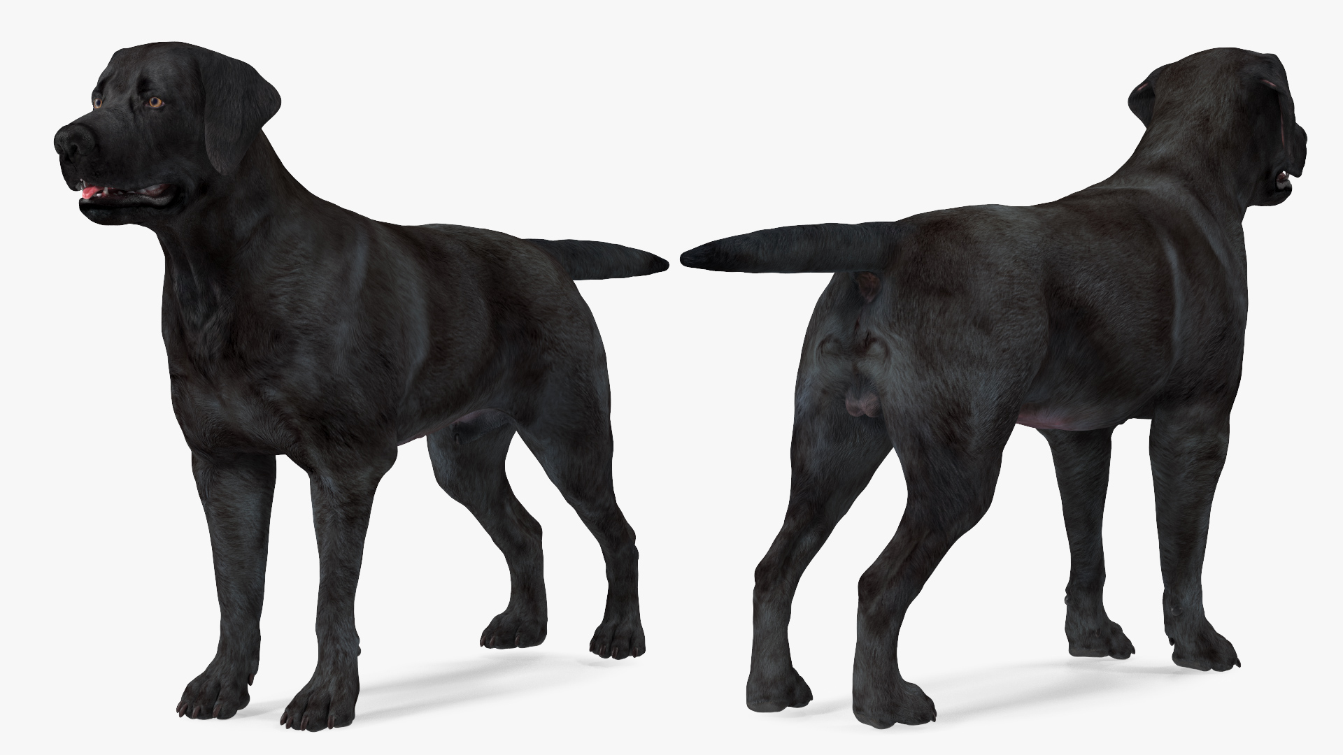 3D model Labrador Dog Black Rigged